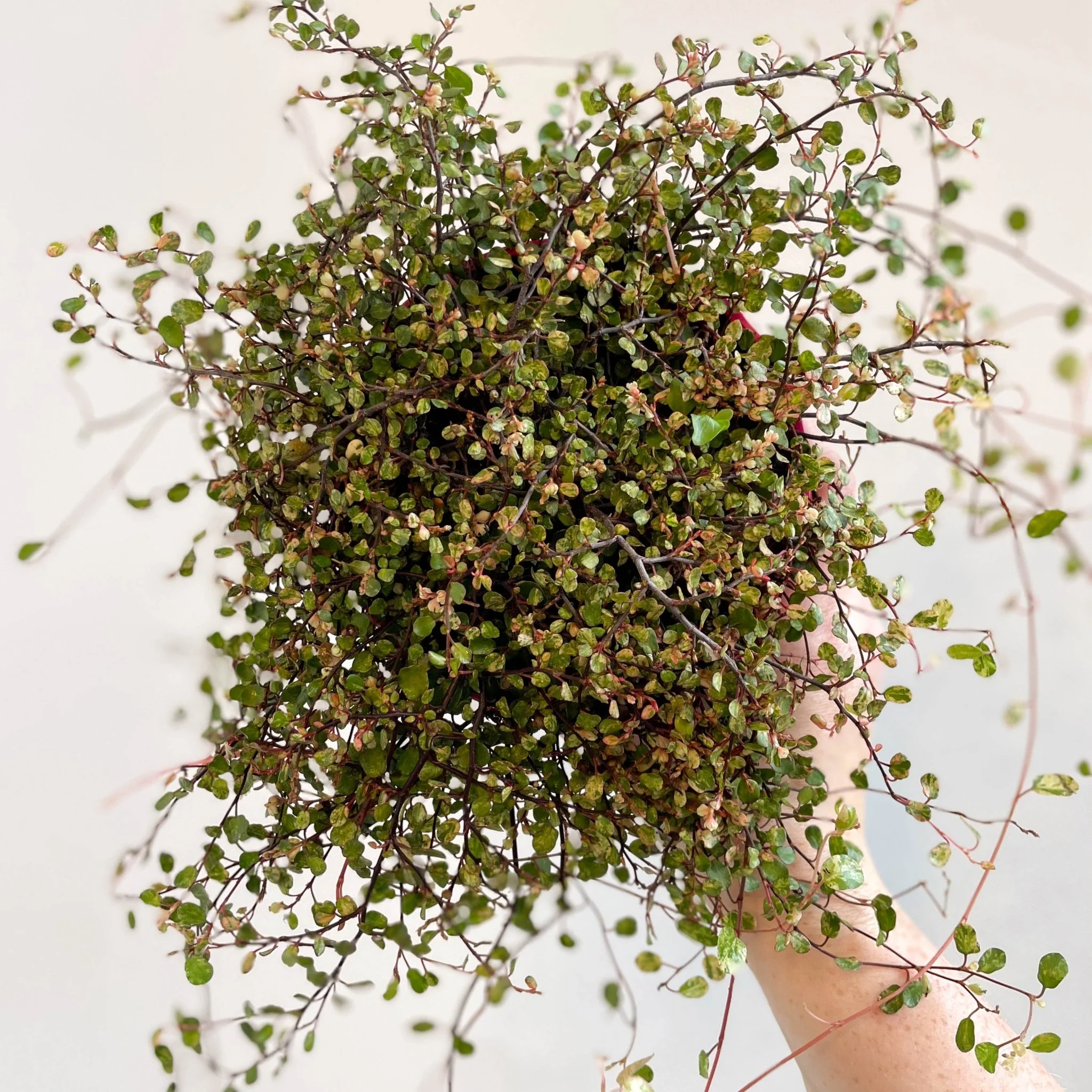 Muehlenbeckia complexa 'Pink Camouflage' - Maidenhair Vine - Image 3