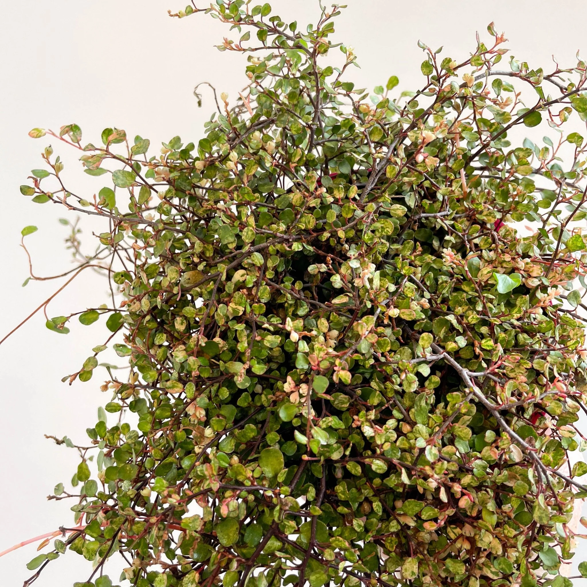 Muehlenbeckia complexa 'Pink Camouflage' - Maidenhair Vine - Image 4