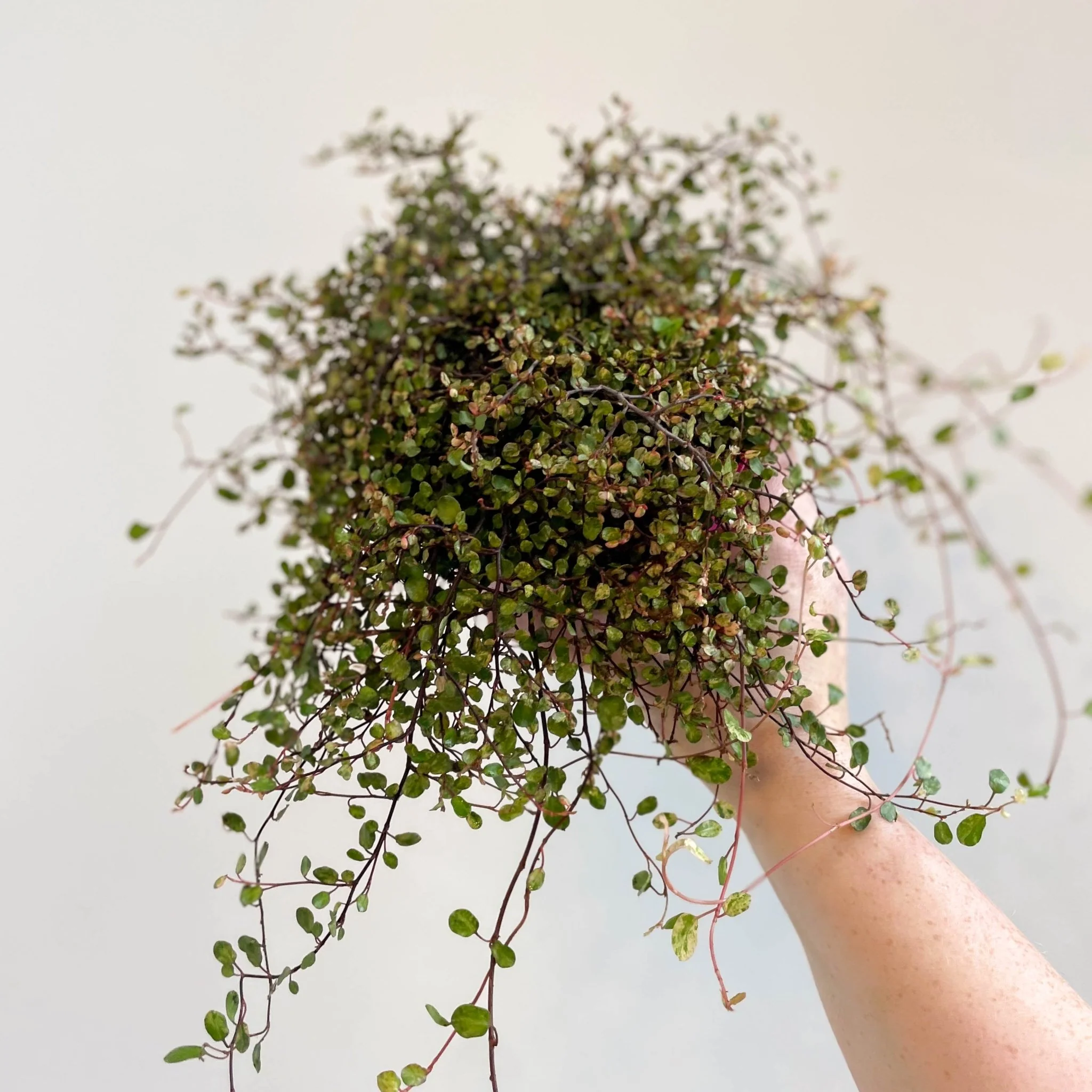 Muehlenbeckia complexa 'Pink Camouflage' - Maidenhair Vine - Image 5