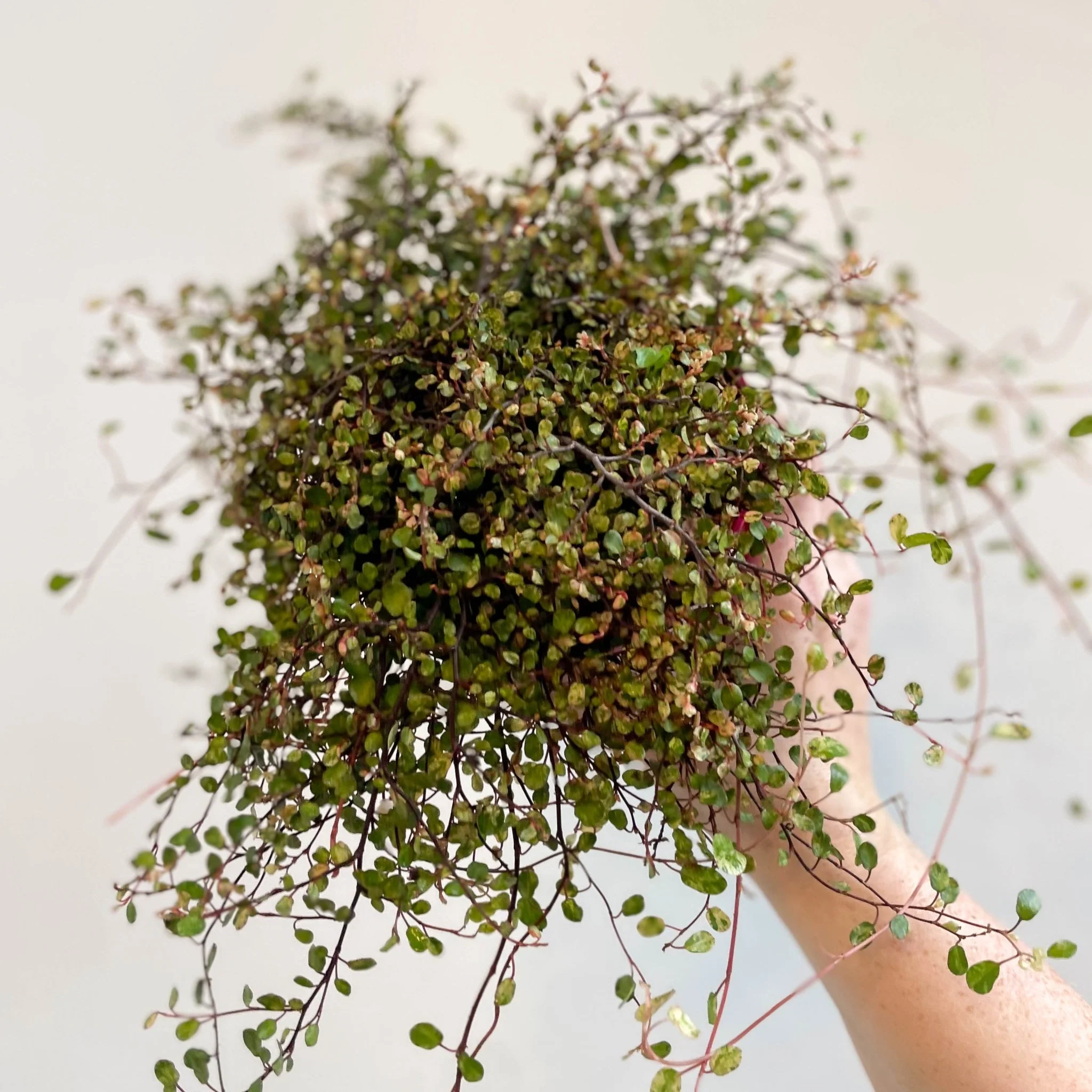 Muehlenbeckia complexa 'Pink Camouflage' - Maidenhair Vine - Image 6