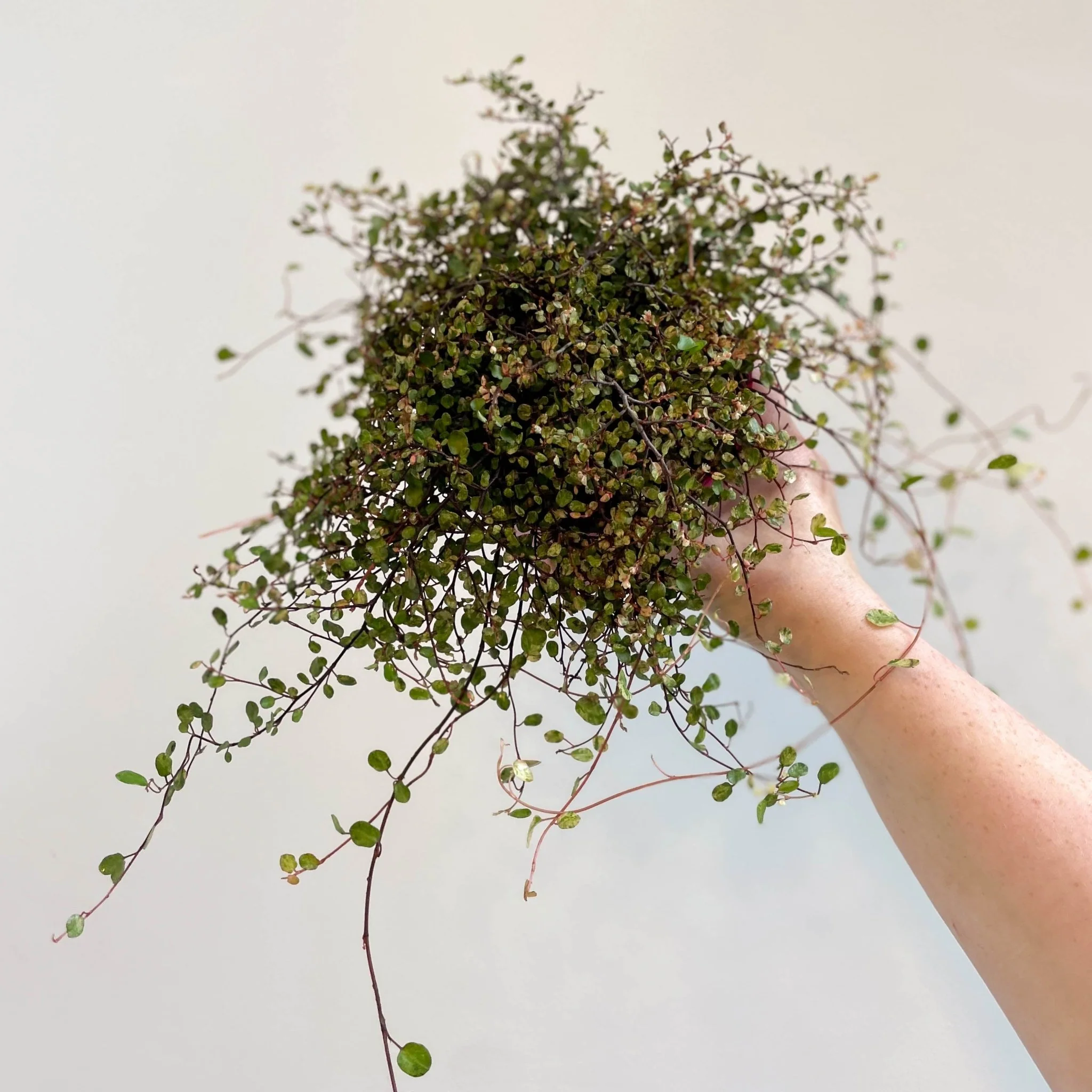 Muehlenbeckia complexa 'Pink Camouflage' - Maidenhair Vine - Image 7
