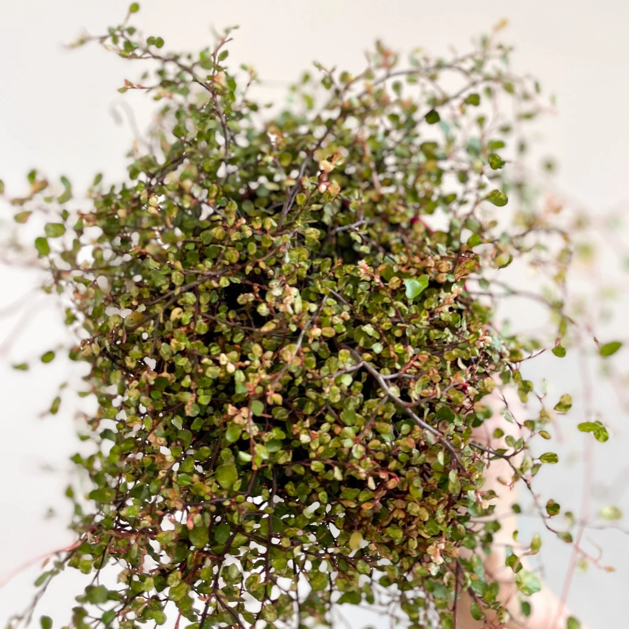 Muehlenbeckia complexa 'Pink Camouflage' - Maidenhair Vine - Image 8
