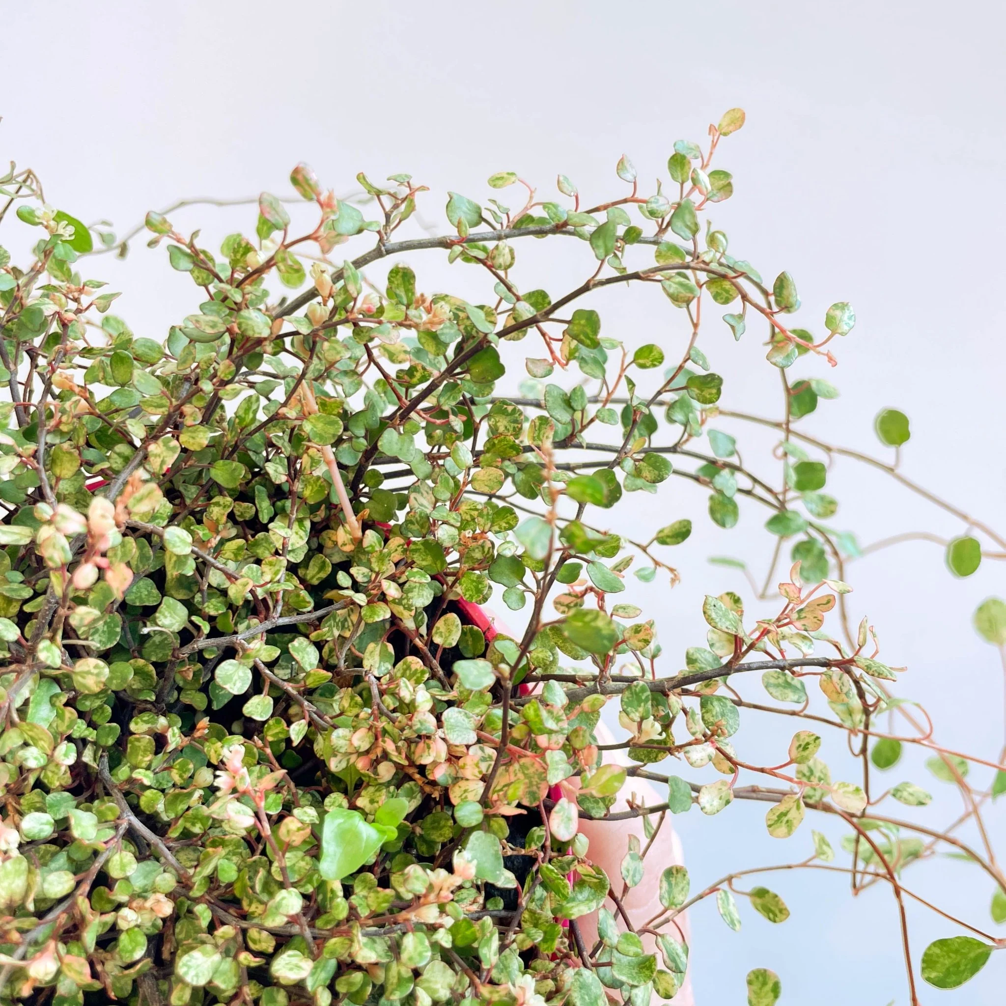 Muehlenbeckia complexa 'Pink Camouflage' - Maidenhair Vine - Image 9