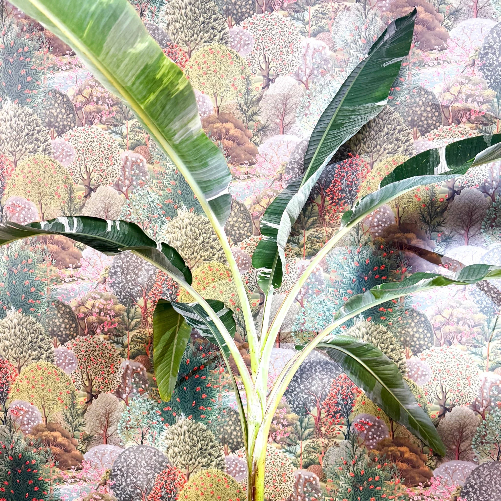 Musa 'Florida Variegata' - Variegated Banana Plant - Image 10
