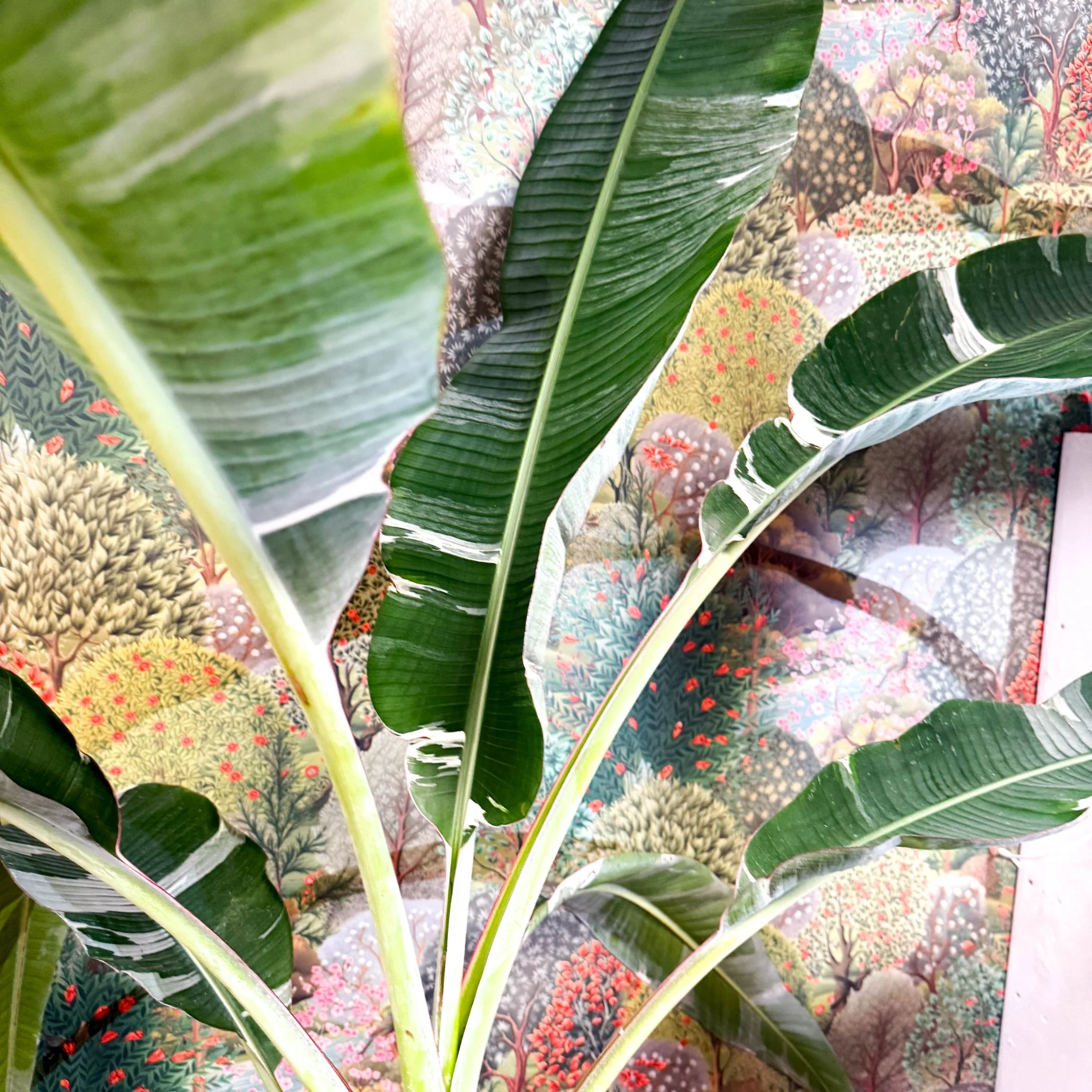 Musa 'Florida Variegata' - Variegated Banana Plant - Image 11