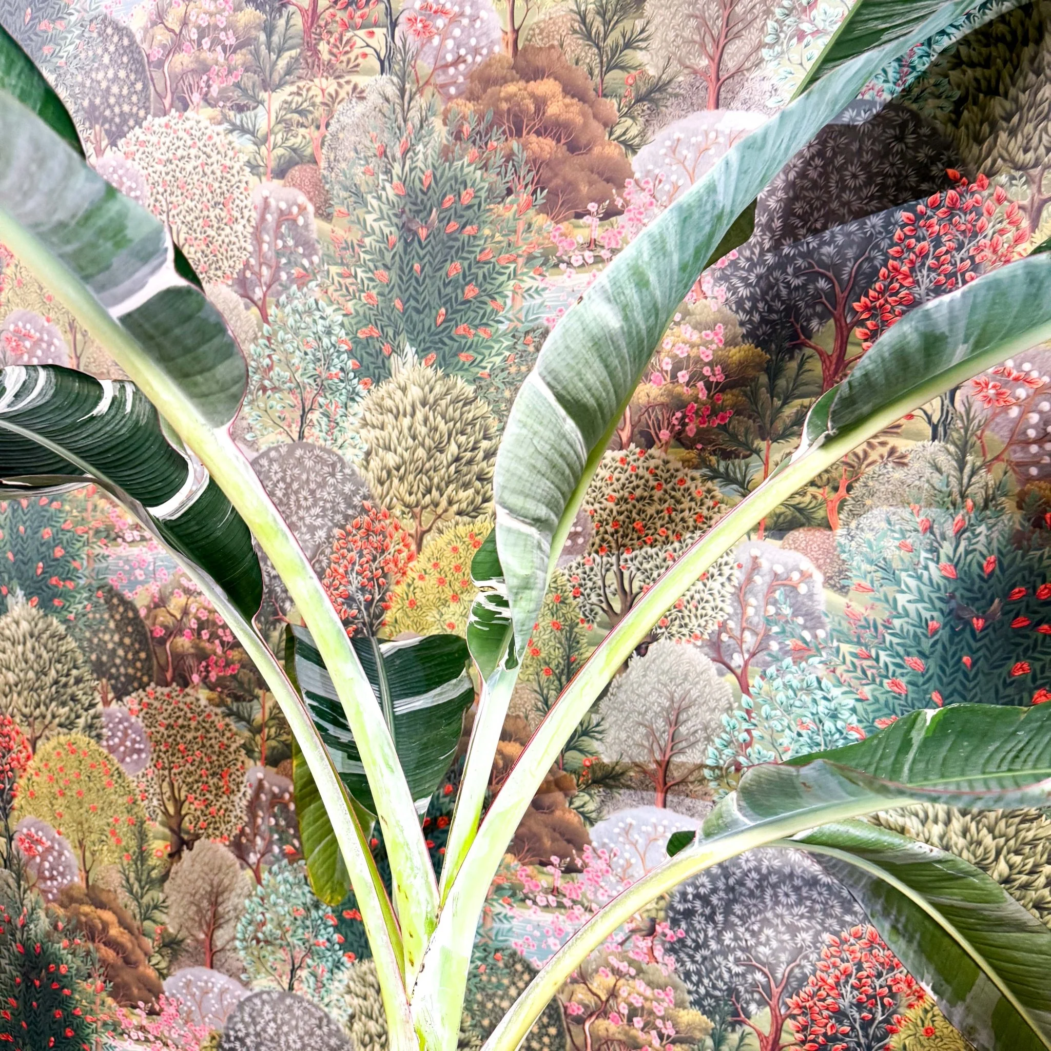 Musa 'Florida Variegata' - Variegated Banana Plant - Image 12