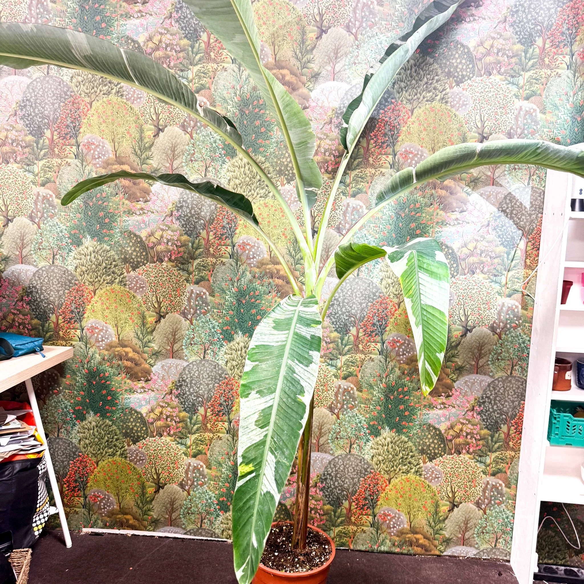 Musa 'Florida Variegata' - Variegated Banana Plant - Image 13