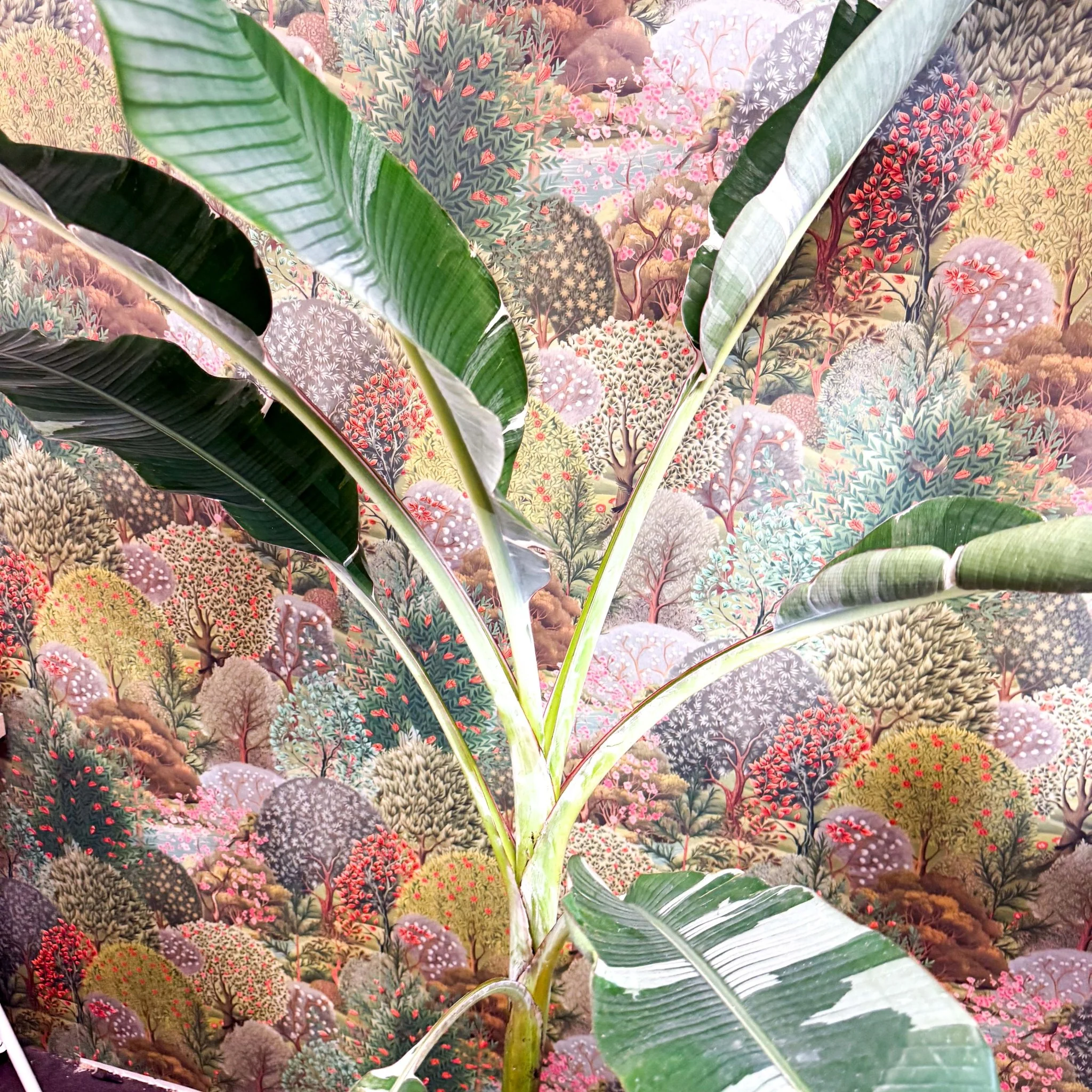 Musa 'Florida Variegata' - Variegated Banana Plant - Image 14