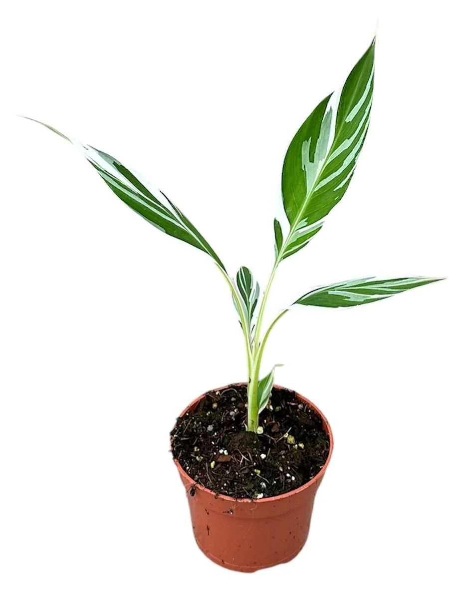 Musa 'Florida Variegata' - Variegated Banana Plant - Image 15