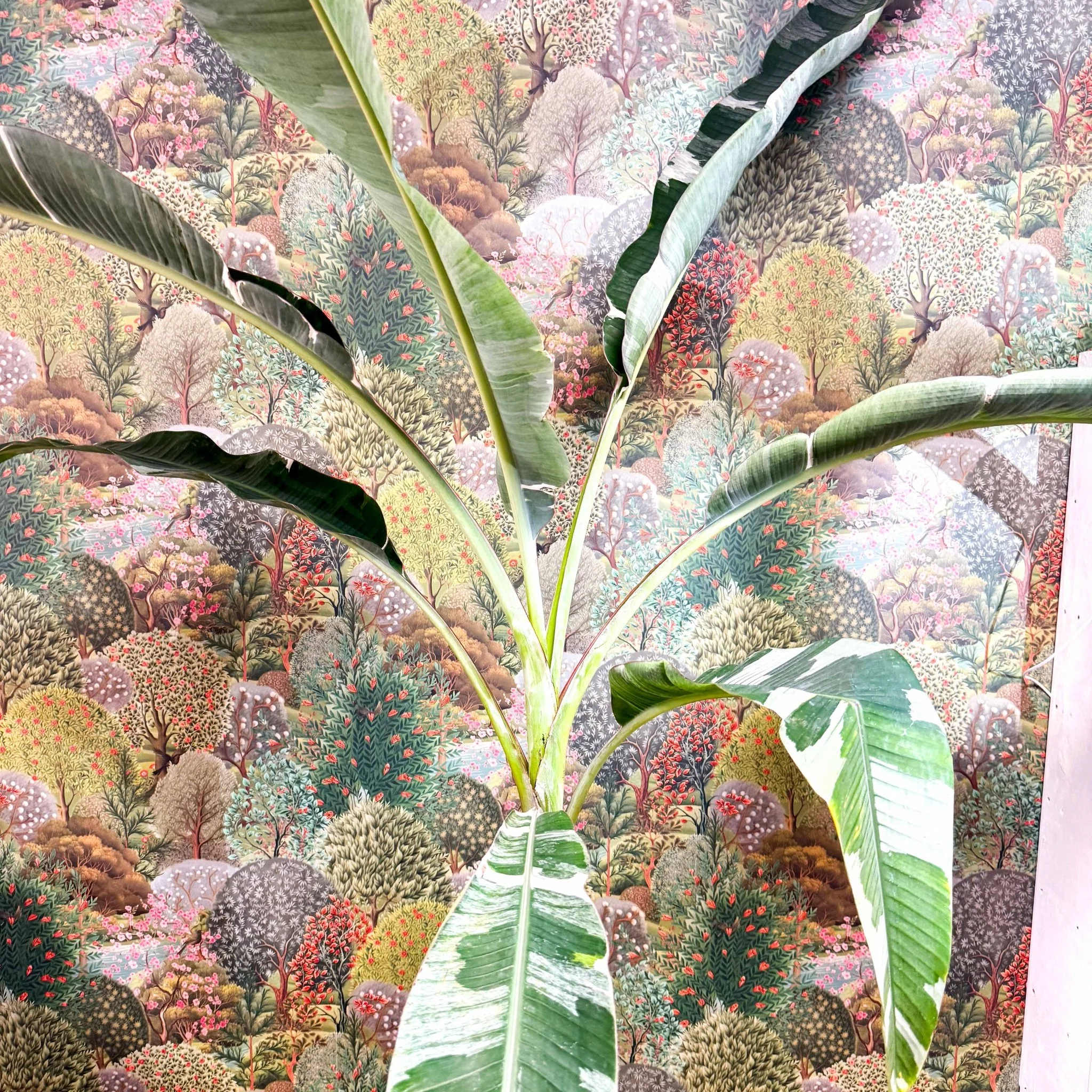 Musa 'Florida Variegata' - Variegated Banana Plant - Image 3