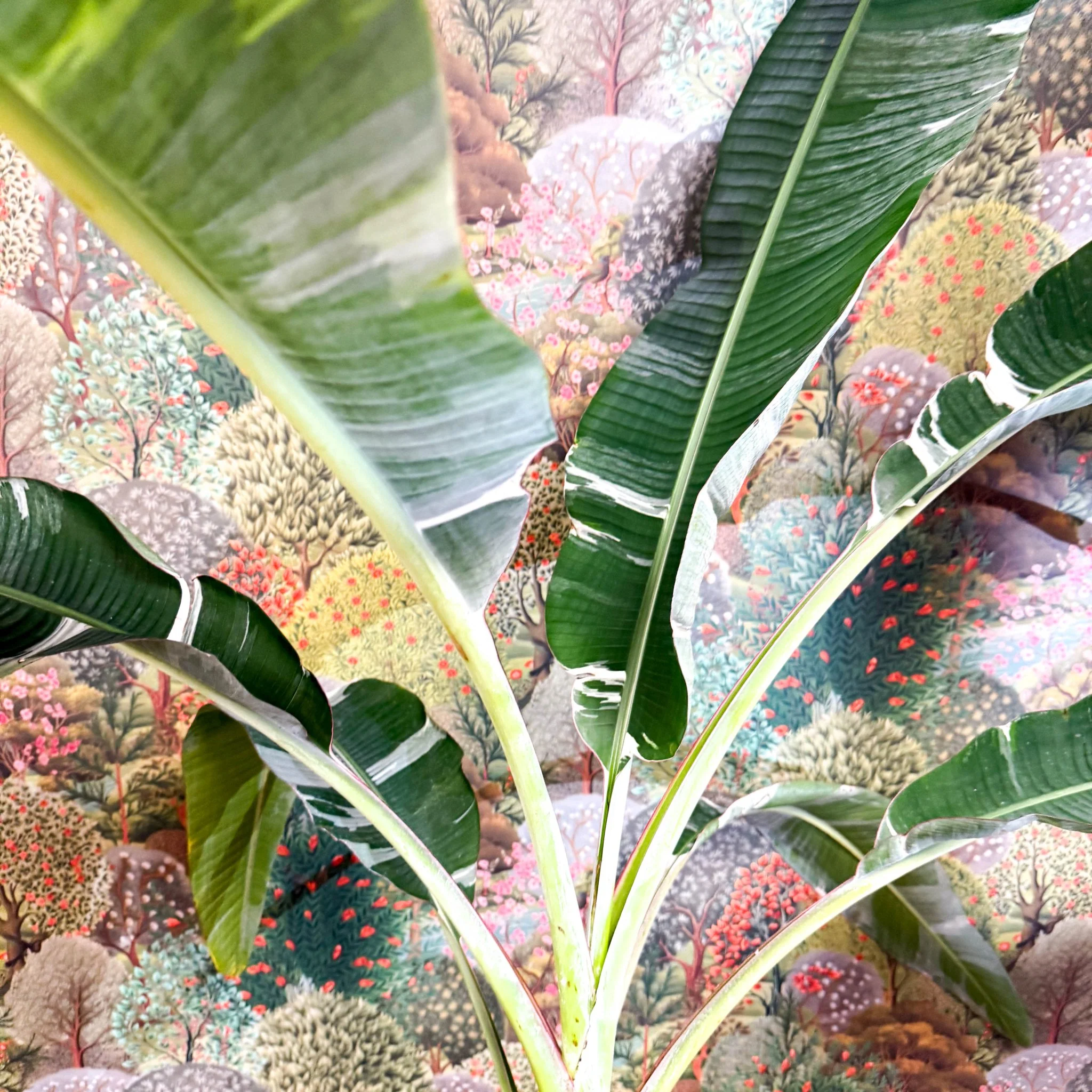 Musa 'Florida Variegata' - Variegated Banana Plant - Image 4