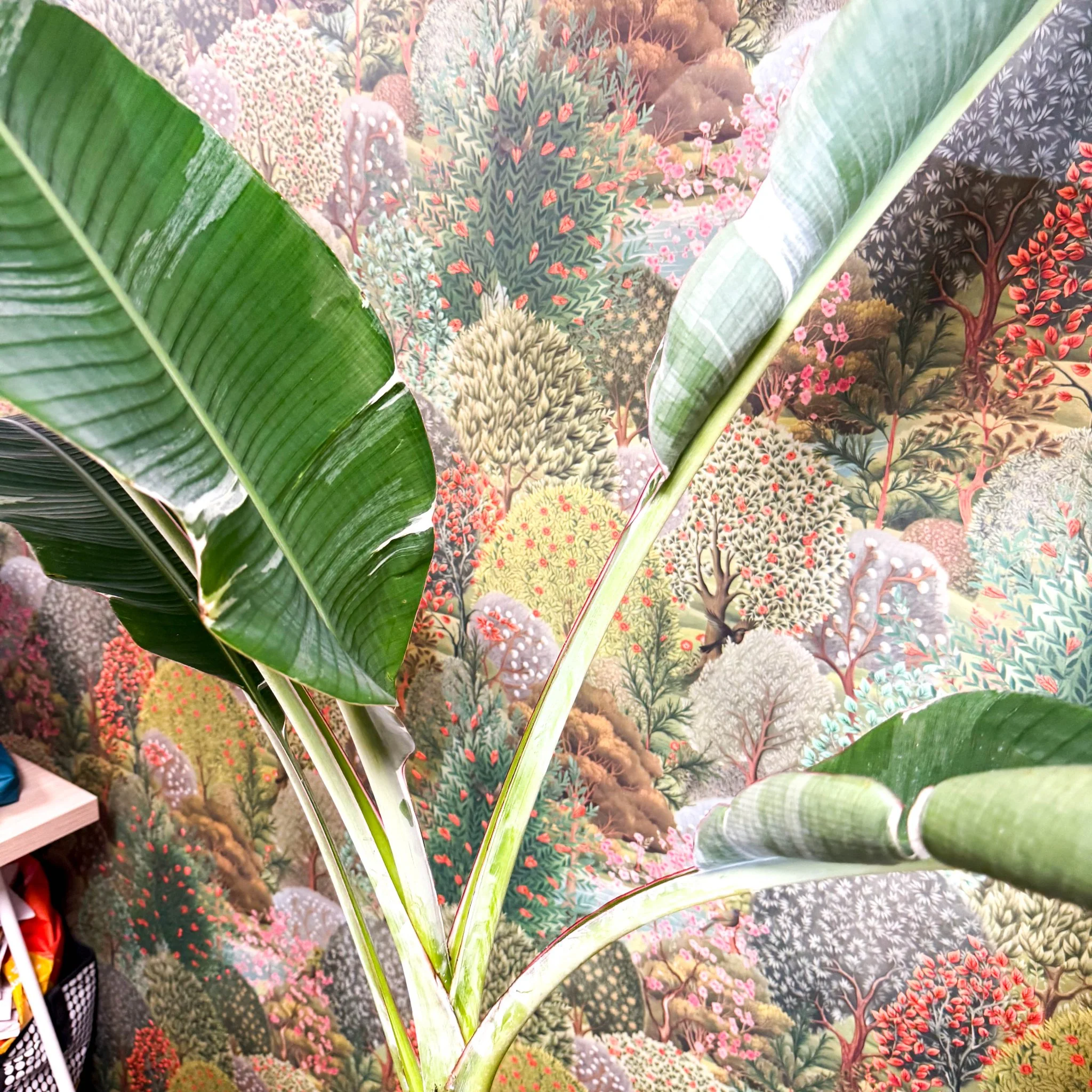 Musa 'Florida Variegata' - Variegated Banana Plant - Image 5