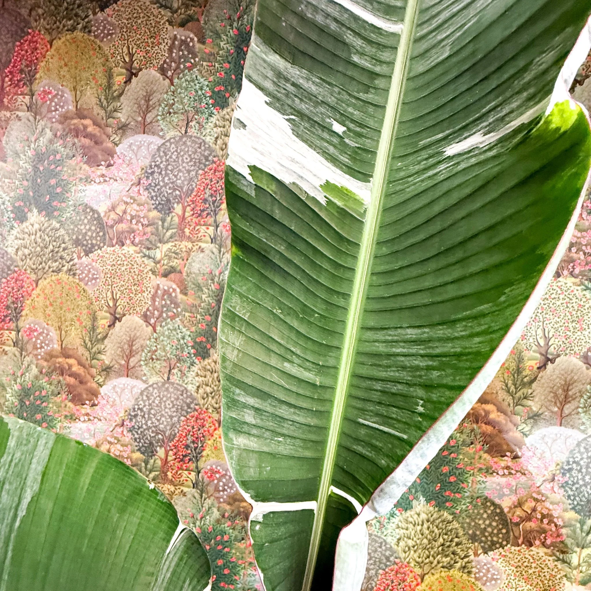 Musa 'Florida Variegata' - Variegated Banana Plant - Image 6