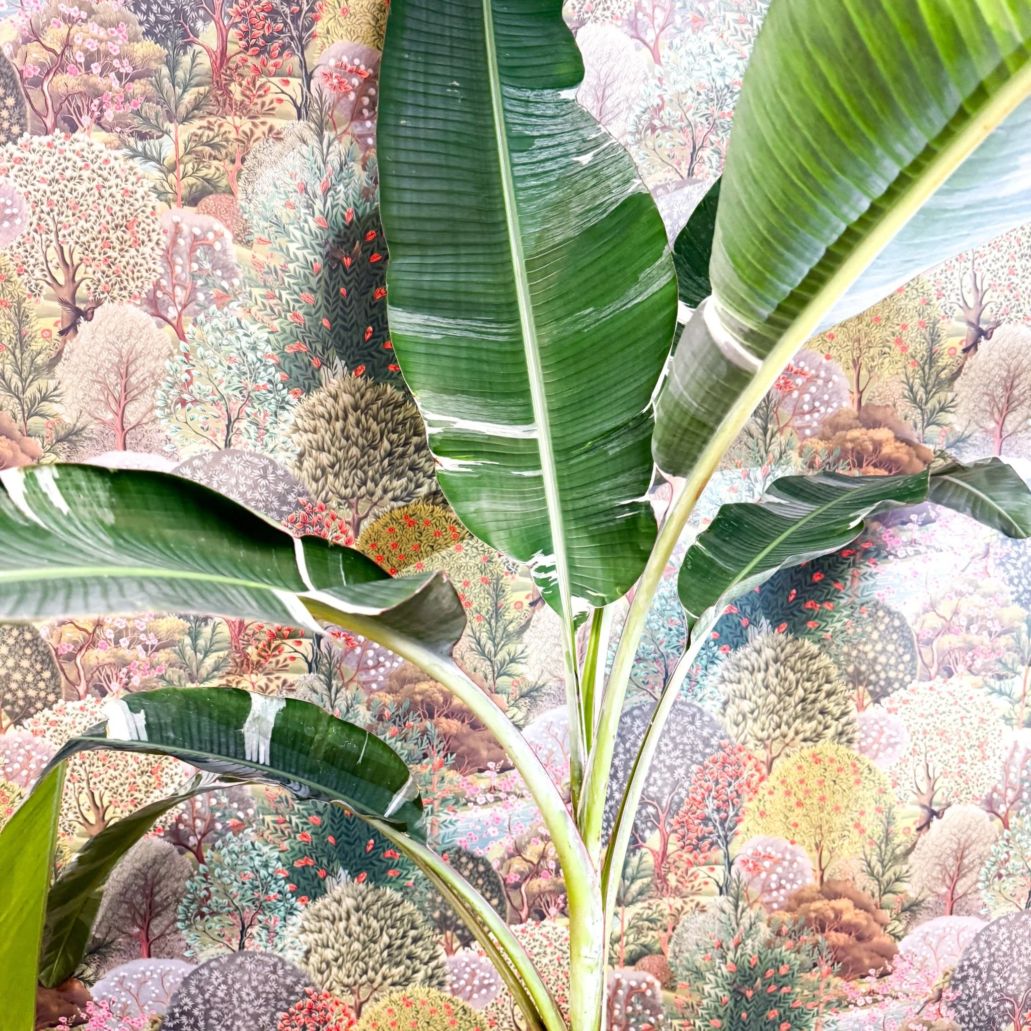 Musa 'Florida Variegata' - Variegated Banana Plant - Image 7