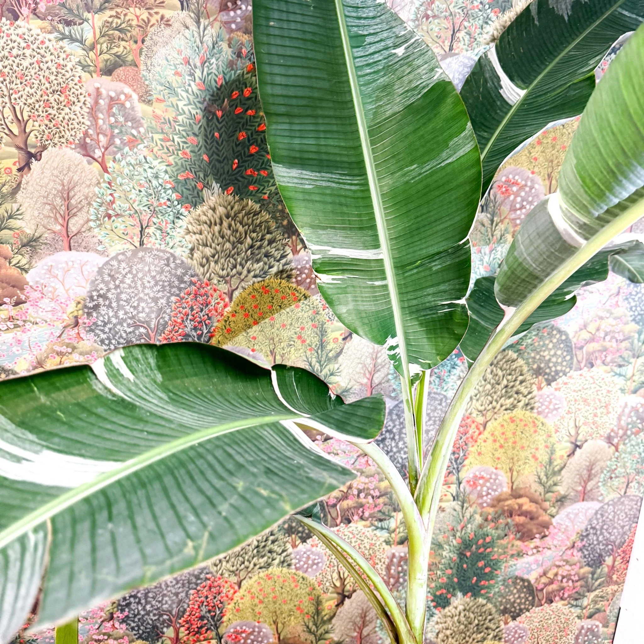 Musa 'Florida Variegata' - Variegated Banana Plant - Image 8