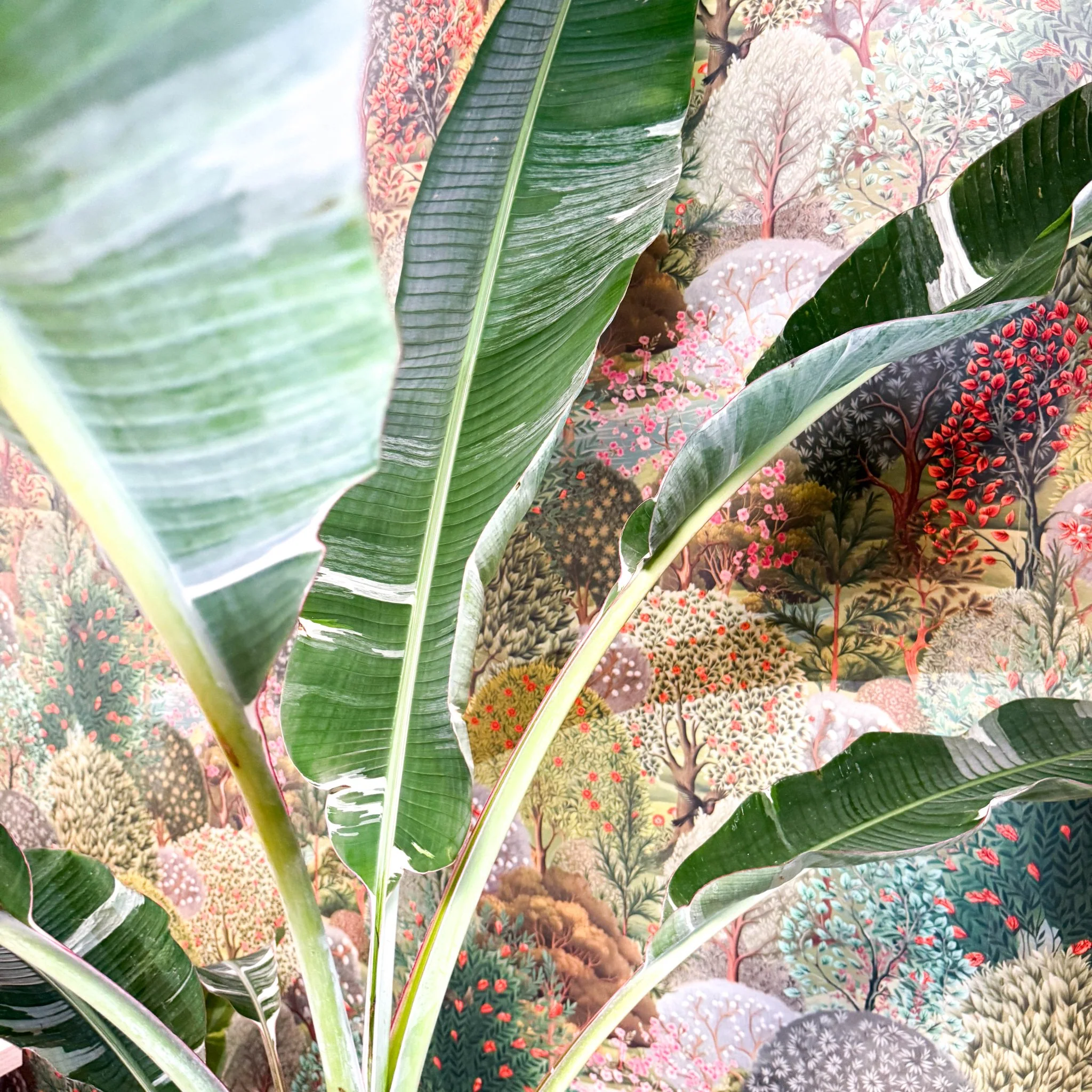 Musa 'Florida Variegata' - Variegated Banana Plant - Image 9