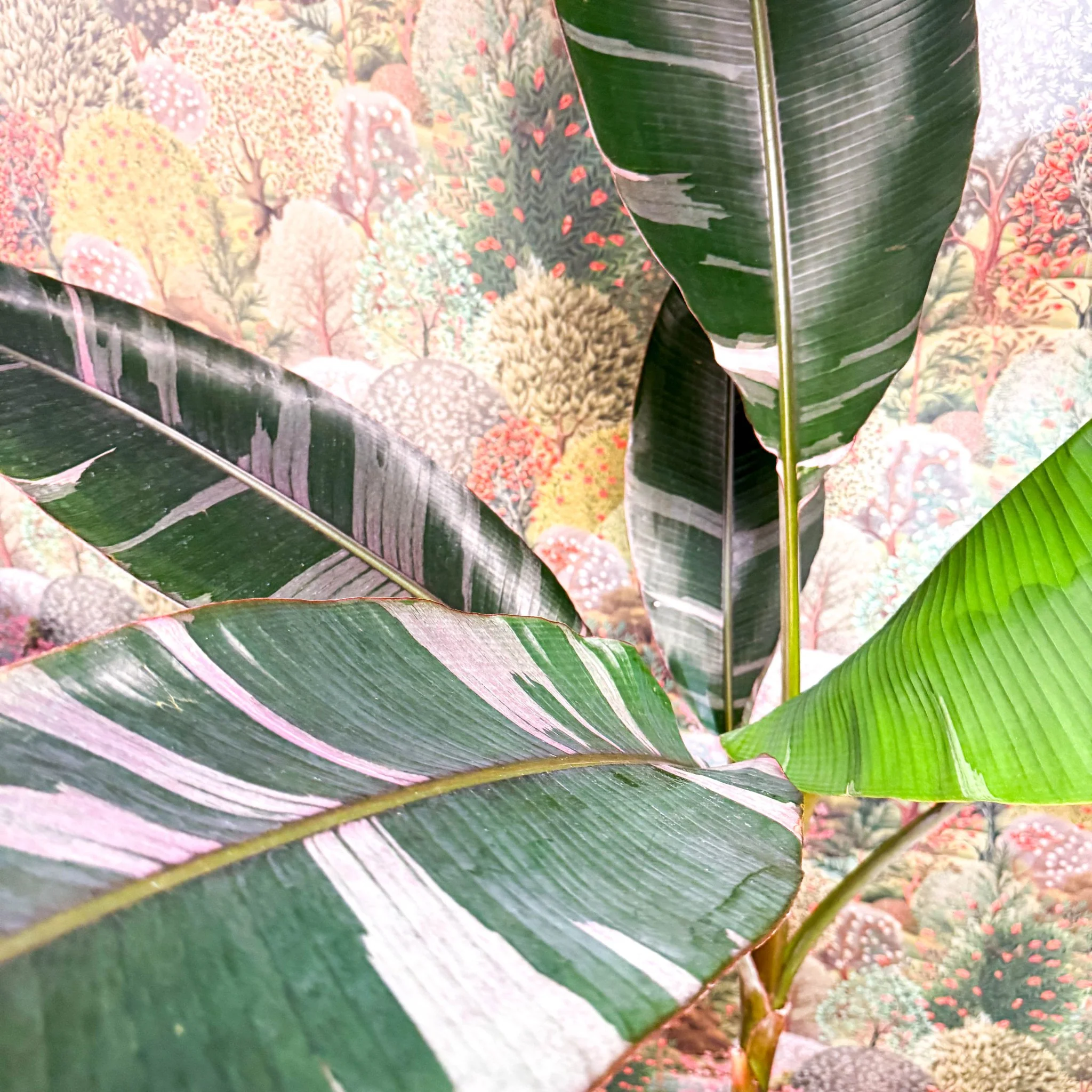 Musa 'NoNo' - Pink Variegated Banana Plant