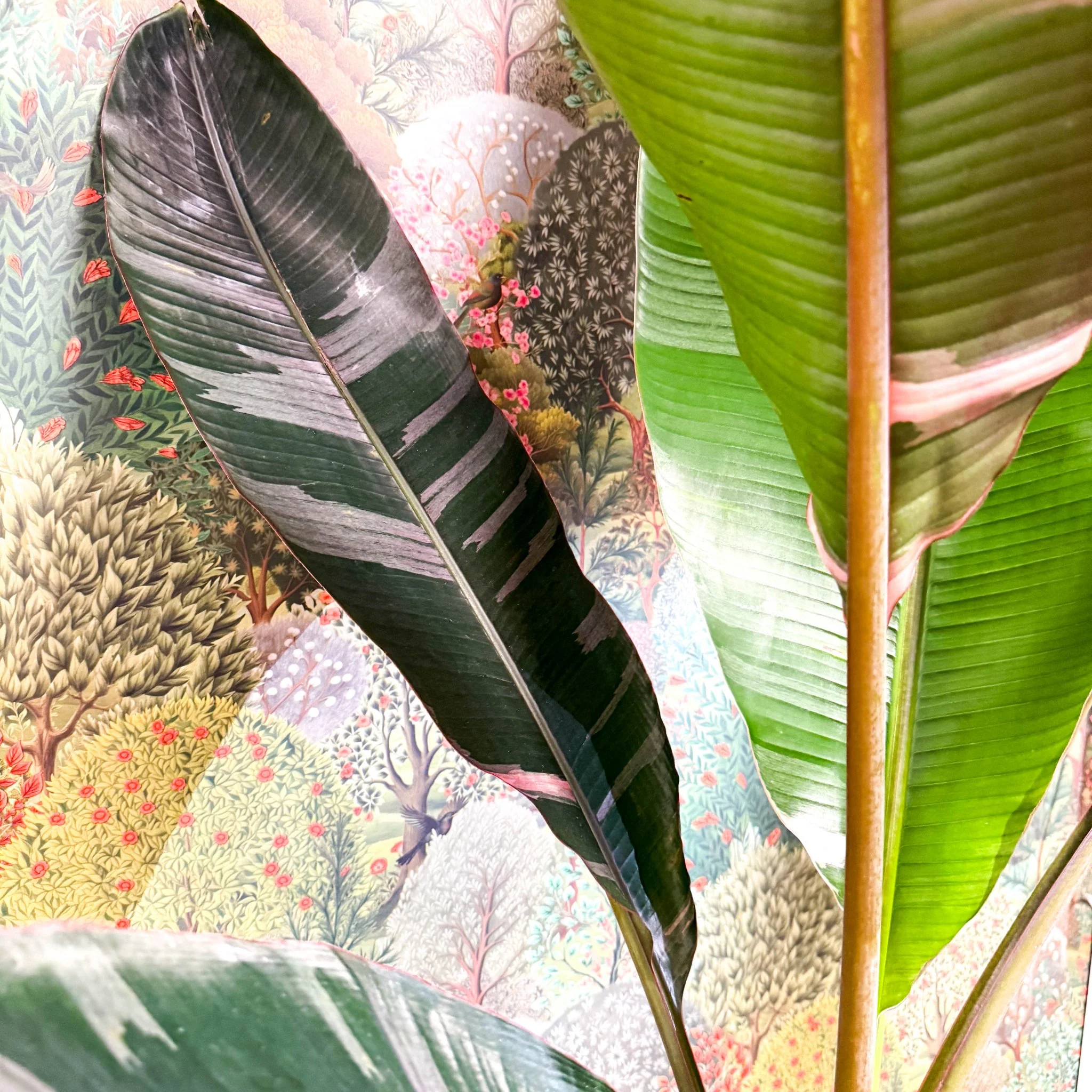 Musa 'NoNo' - Pink Variegated Banana Plant - Image 10