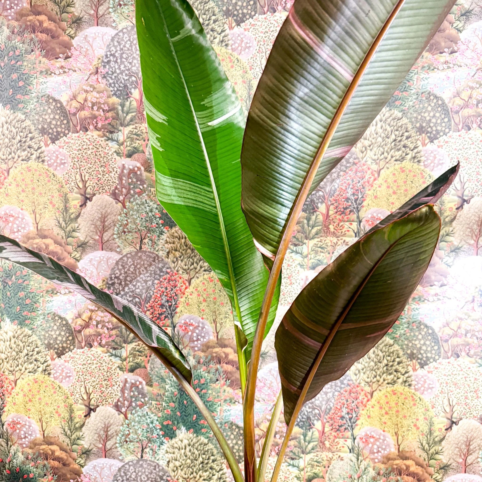 Musa 'NoNo' - Pink Variegated Banana Plant - Image 11