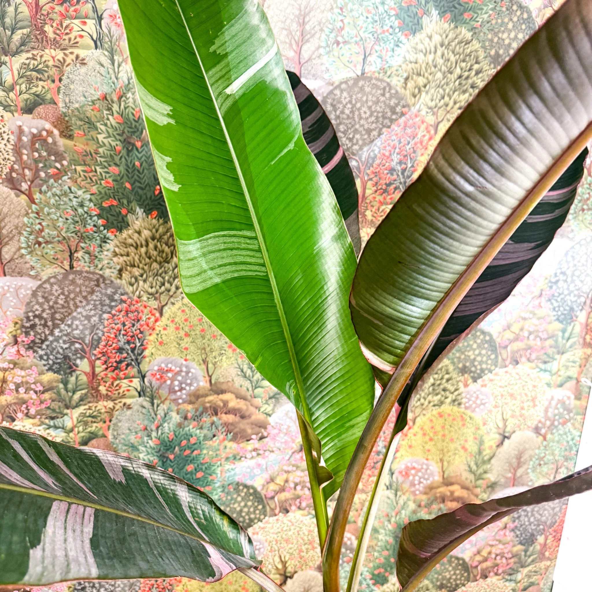 Musa 'NoNo' - Pink Variegated Banana Plant - Image 12