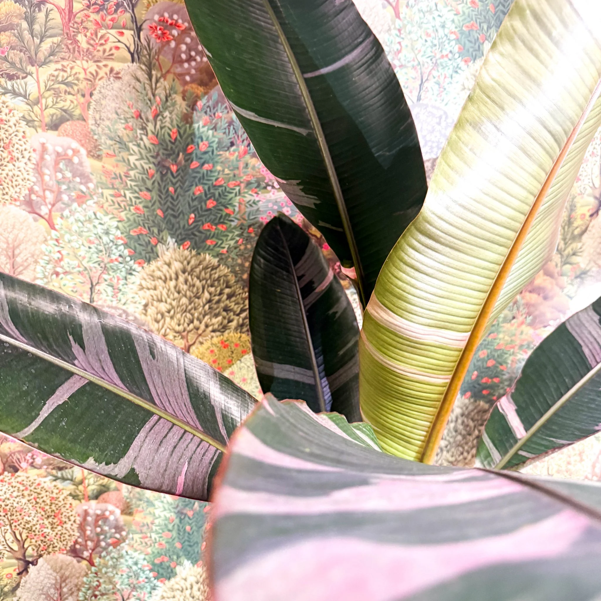 Musa 'NoNo' - Pink Variegated Banana Plant - Image 13