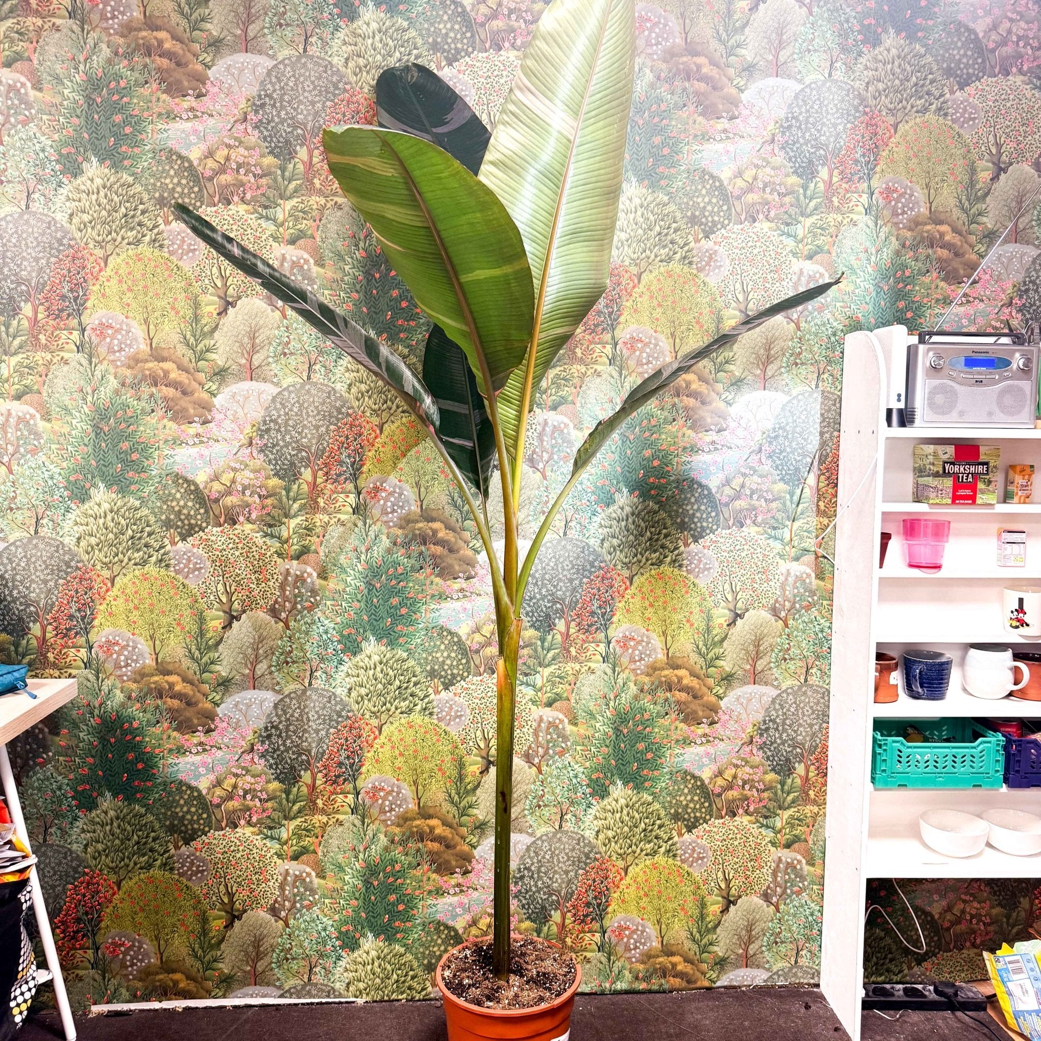 Musa 'NoNo' - Pink Variegated Banana Plant - Image 14