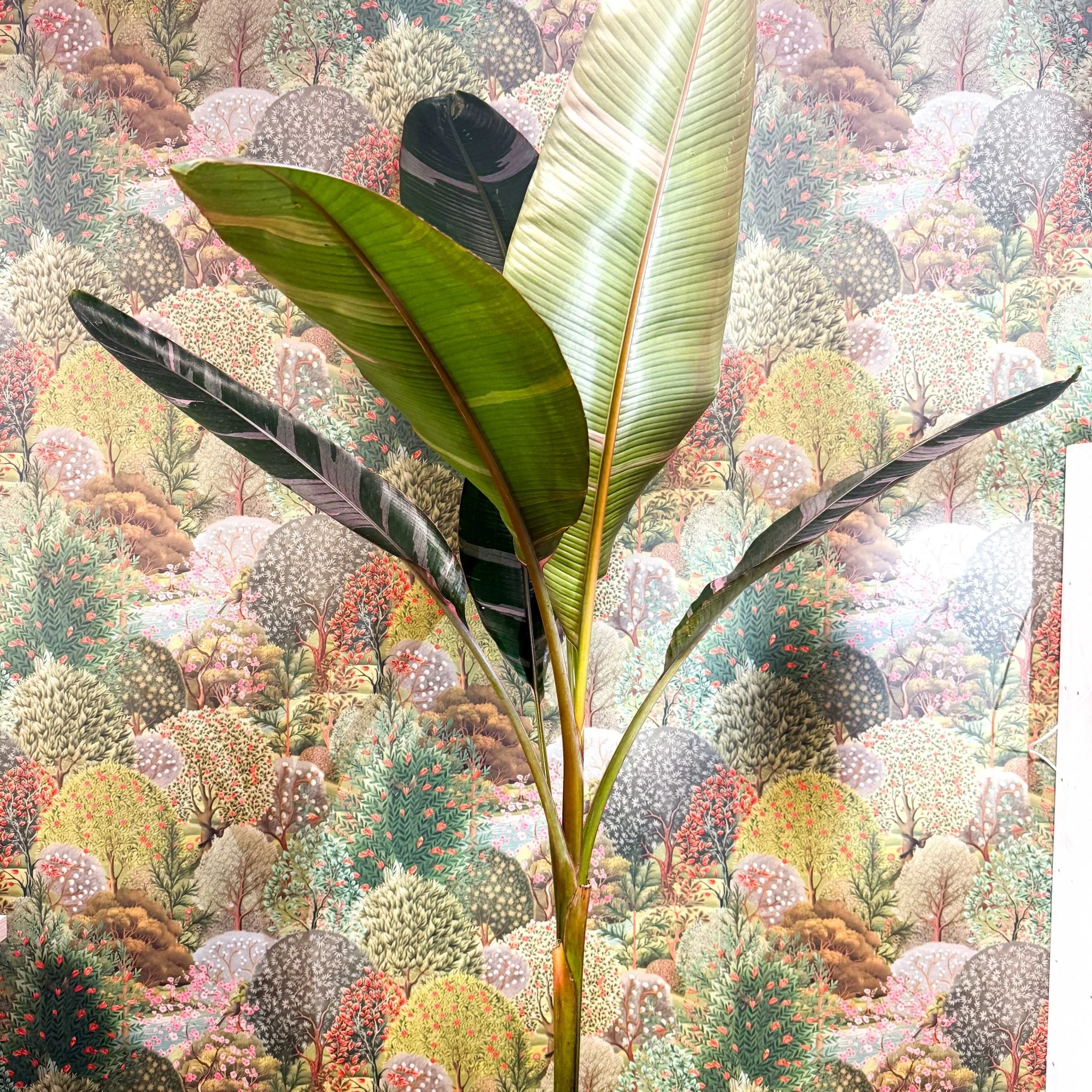 Musa 'NoNo' - Pink Variegated Banana Plant - Image 15