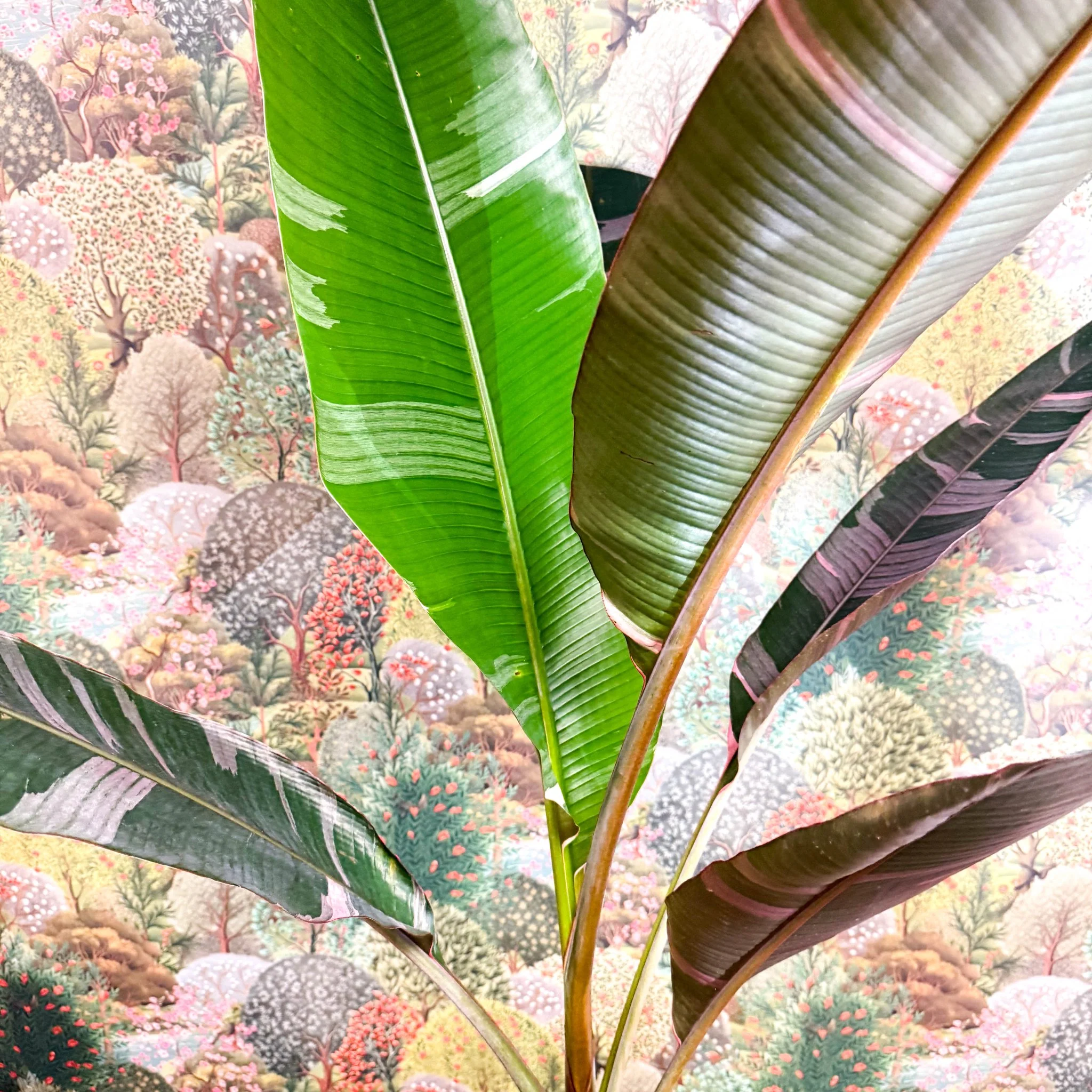 Musa 'NoNo' - Pink Variegated Banana Plant - Image 2