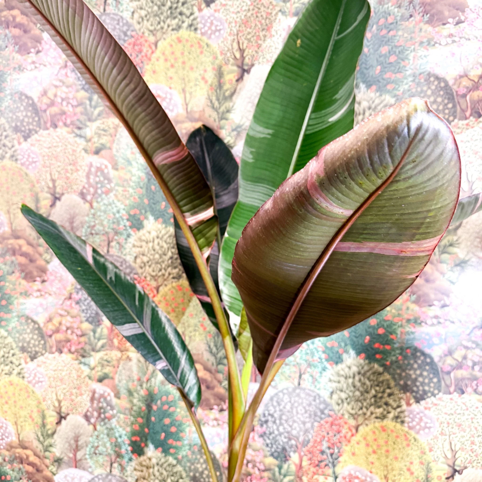 Musa 'NoNo' - Pink Variegated Banana Plant - Image 3