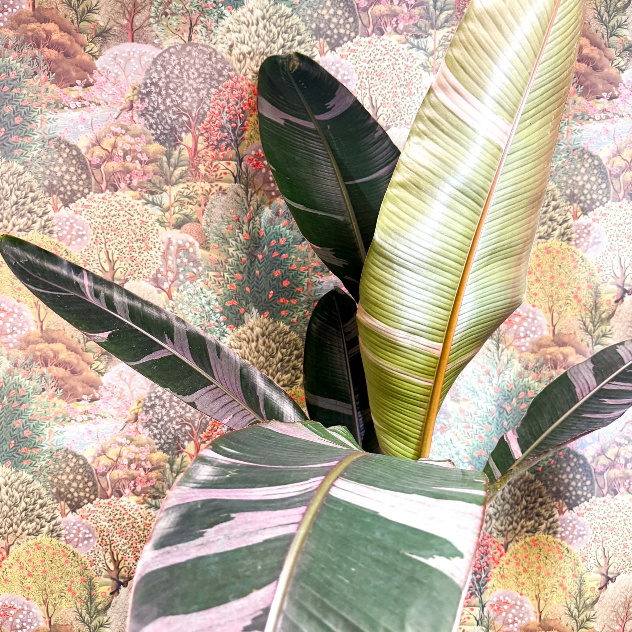Musa 'NoNo' - Pink Variegated Banana Plant - Image 4