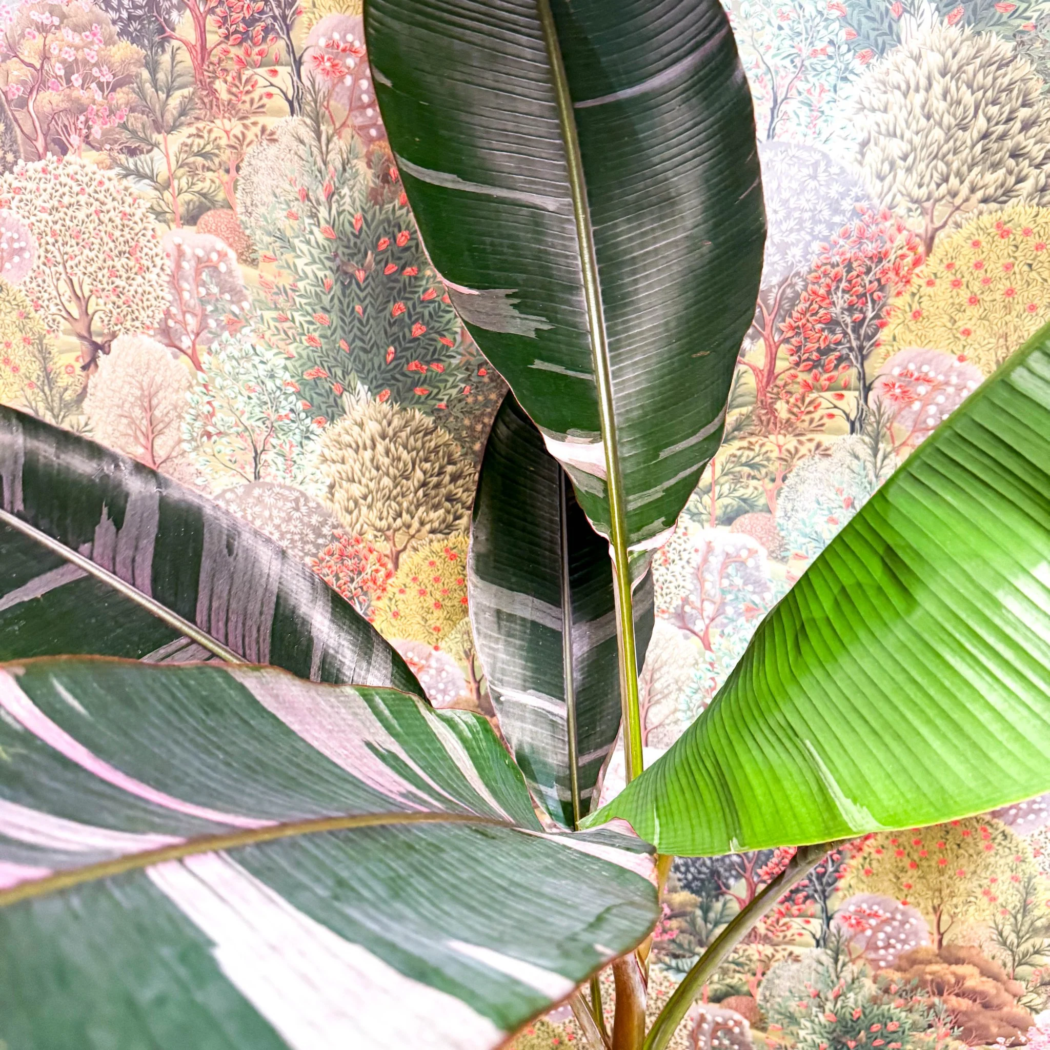 Musa 'NoNo' - Pink Variegated Banana Plant - Image 5