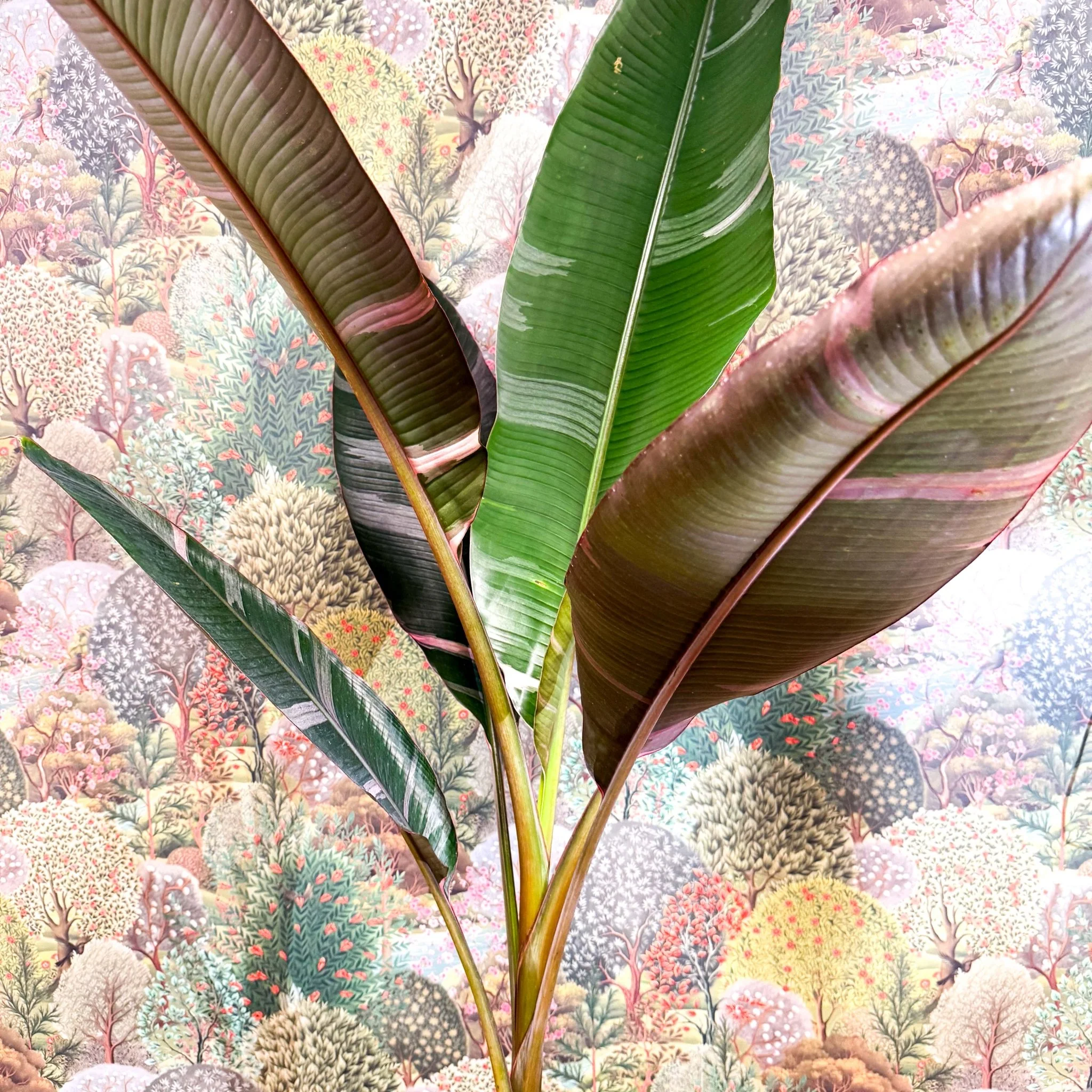 Musa 'NoNo' - Pink Variegated Banana Plant - Image 6