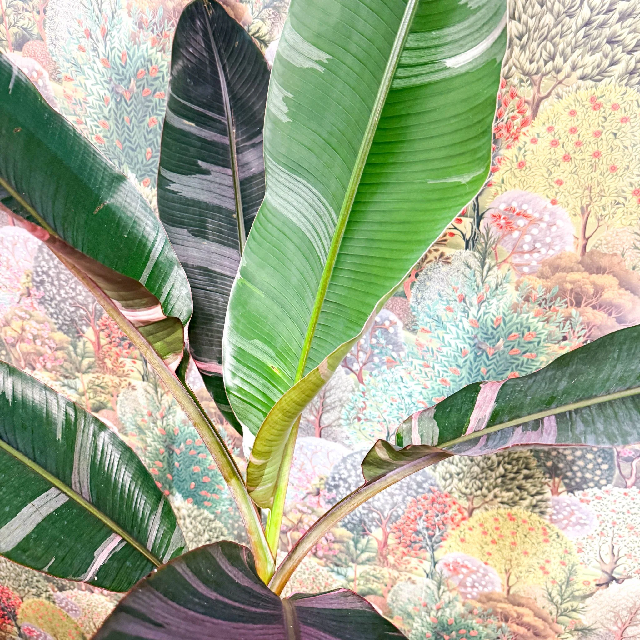 Musa 'NoNo' - Pink Variegated Banana Plant - Image 7