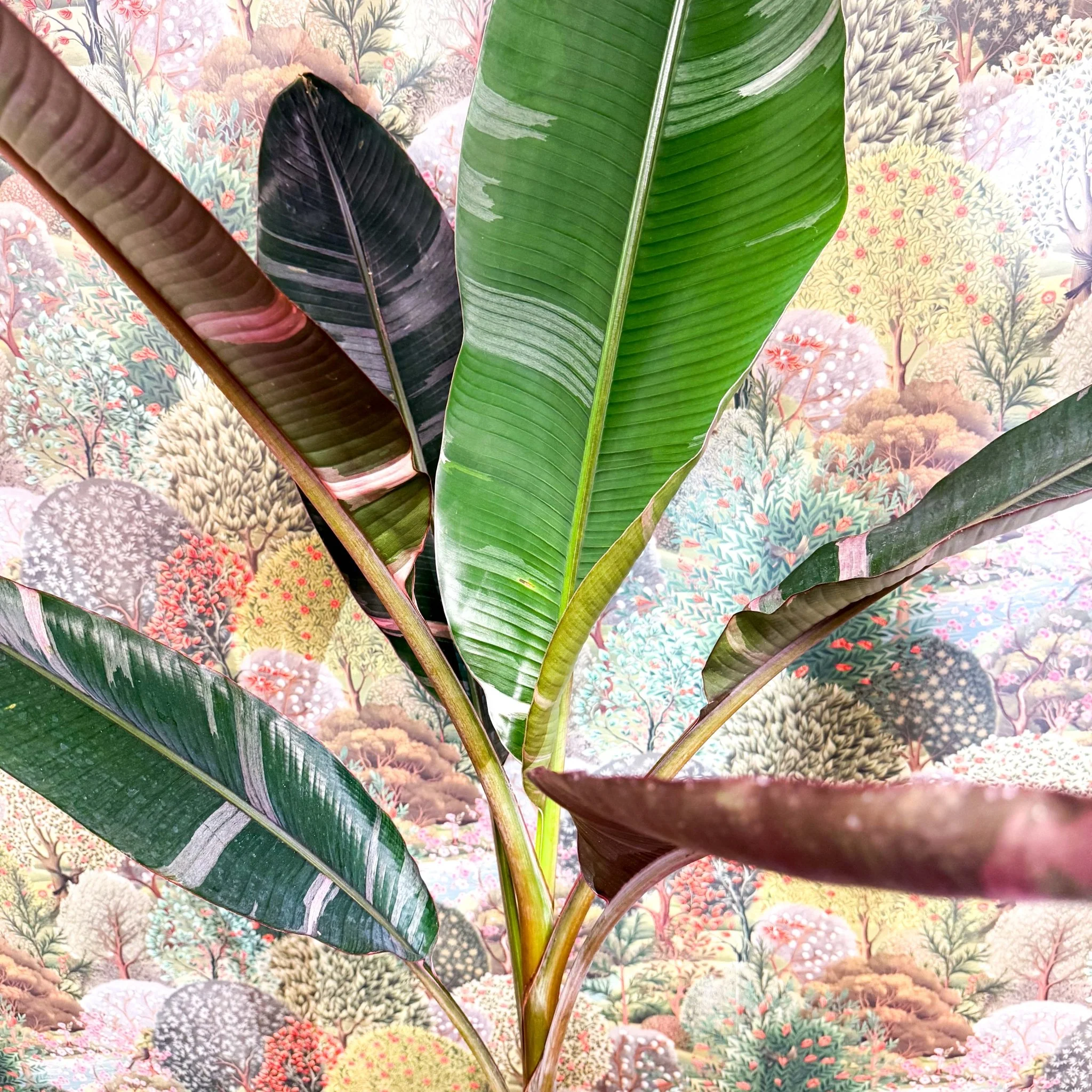 Musa 'NoNo' - Pink Variegated Banana Plant - Image 8