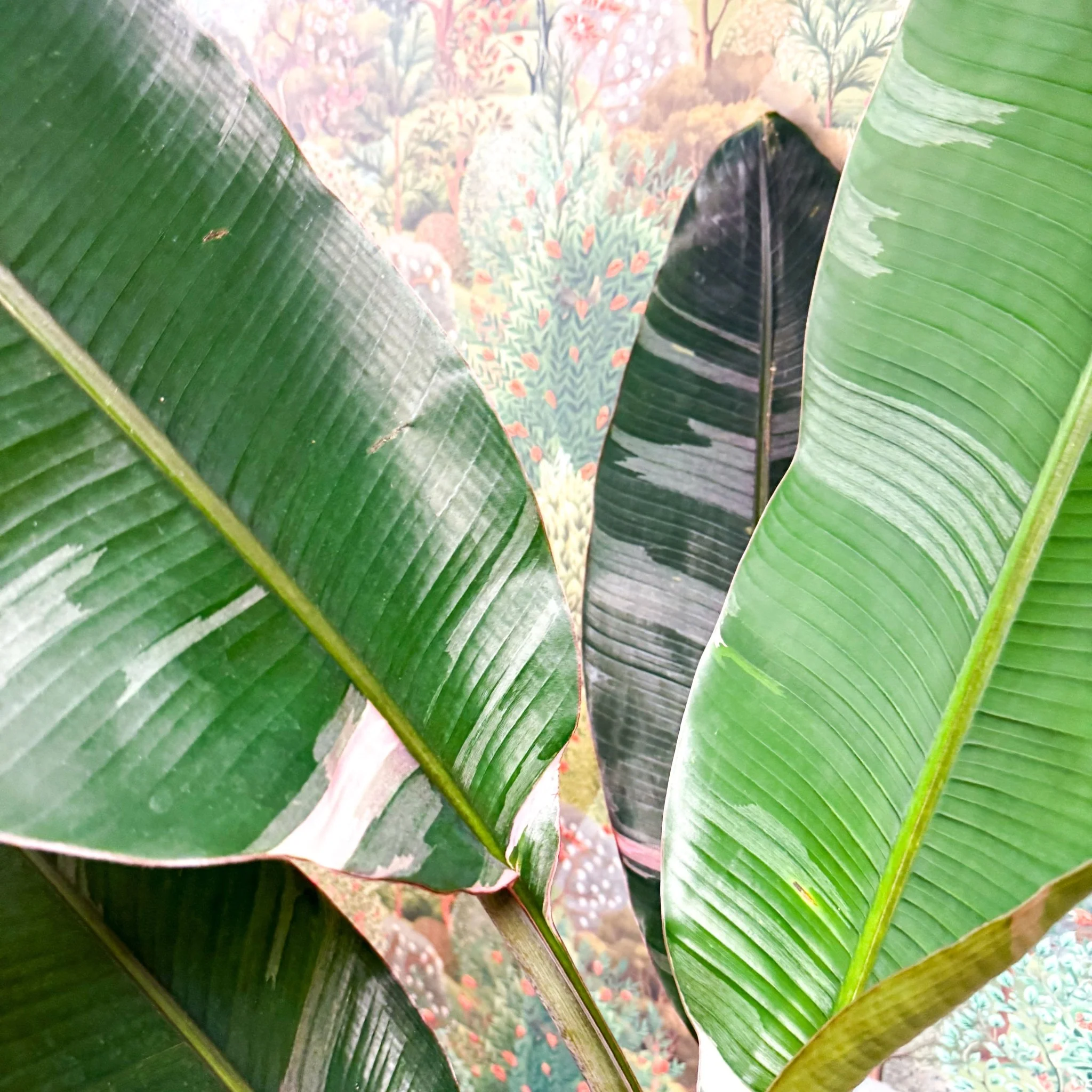 Musa 'NoNo' - Pink Variegated Banana Plant - Image 9