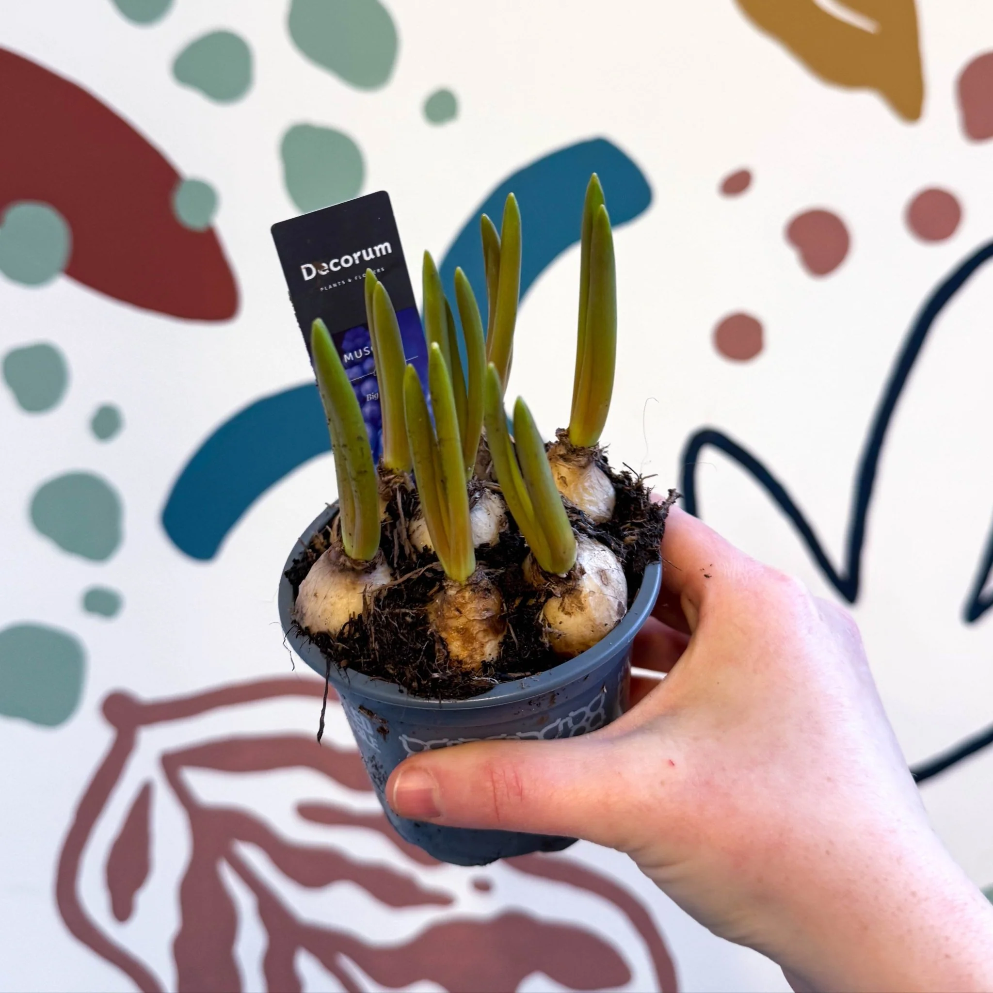 Muscari 'Big Smile' - Potted Grape Hyacinth Bulbs