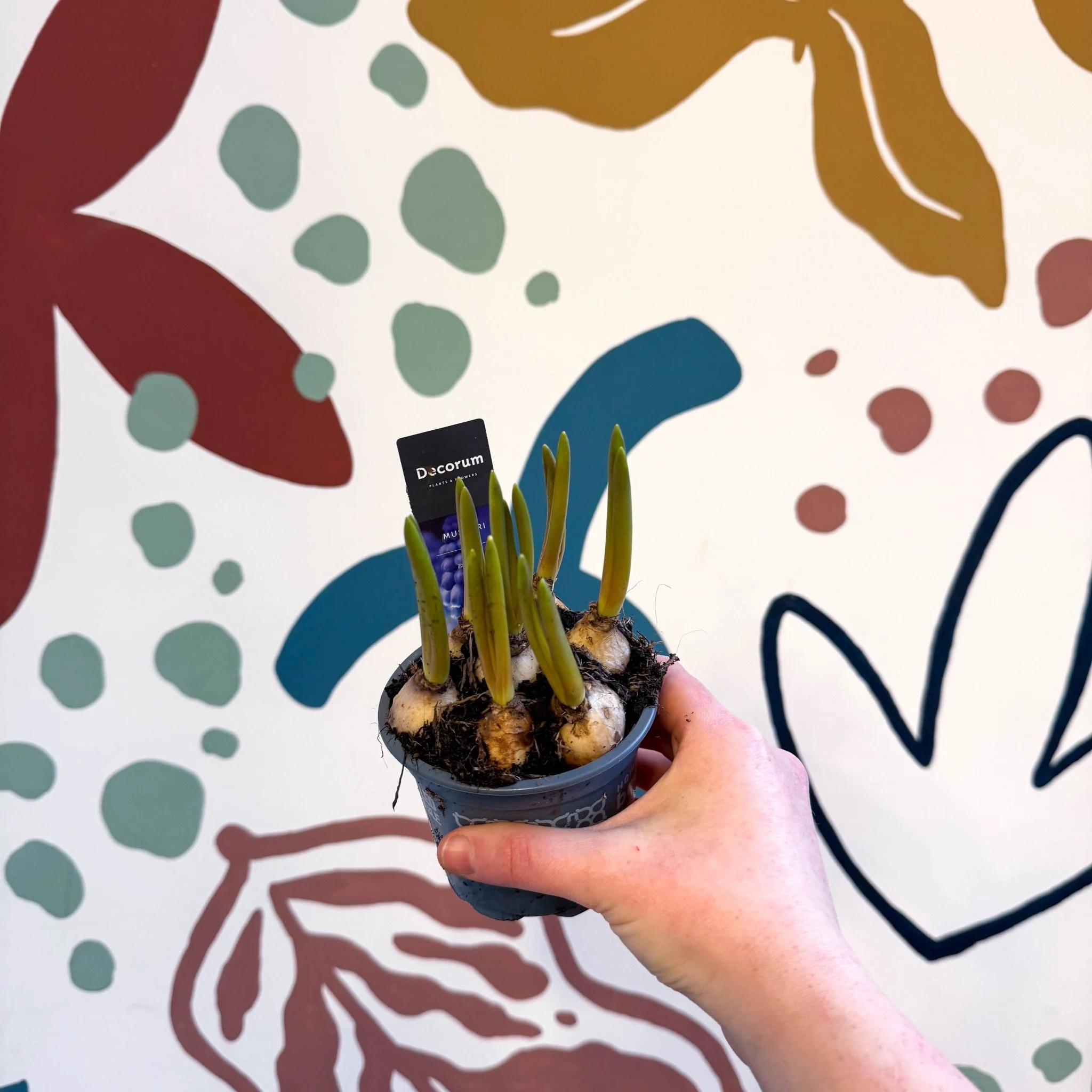 Muscari 'Big Smile' - Potted Grape Hyacinth Bulbs - Image 3