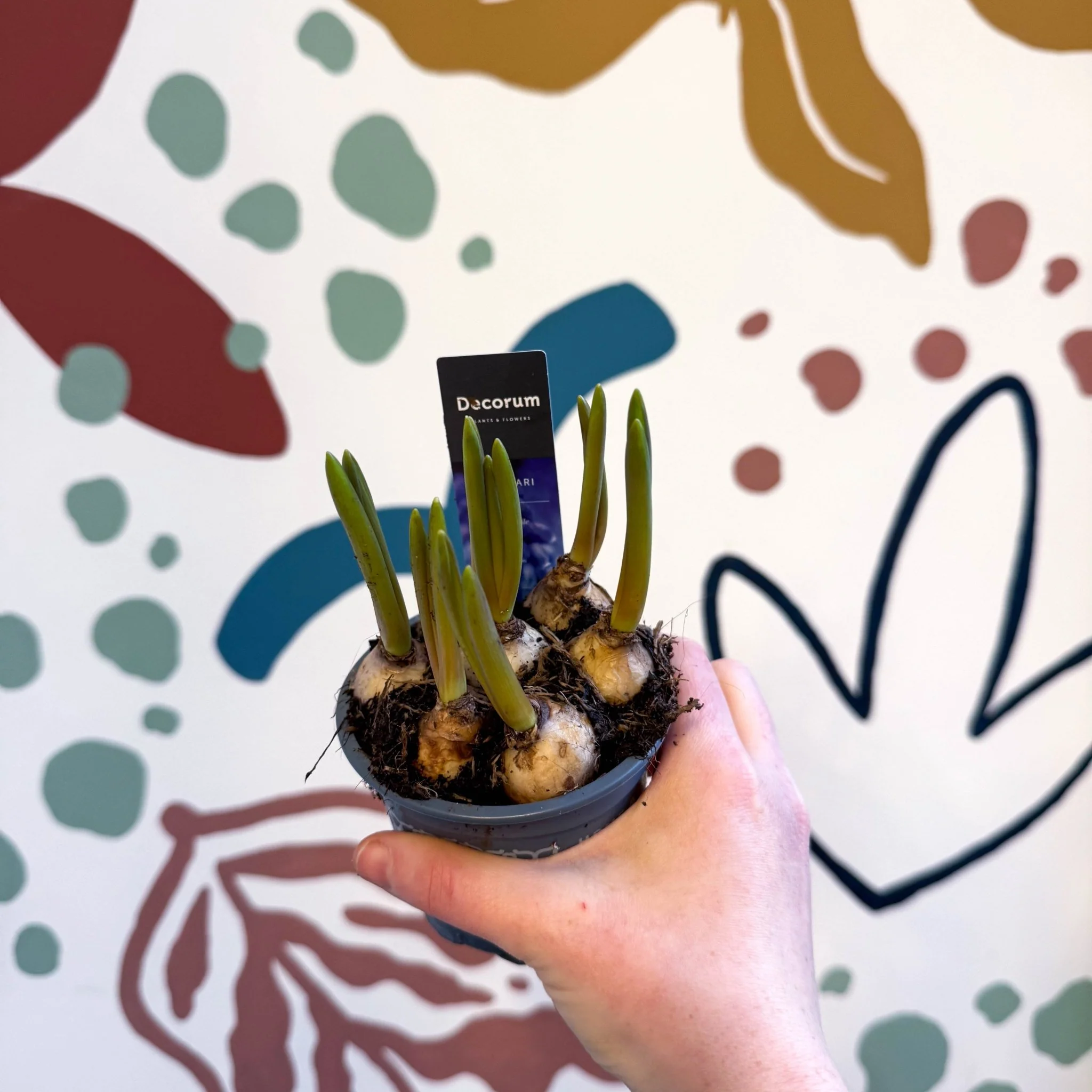 Muscari 'Big Smile' - Potted Grape Hyacinth Bulbs - Image 4