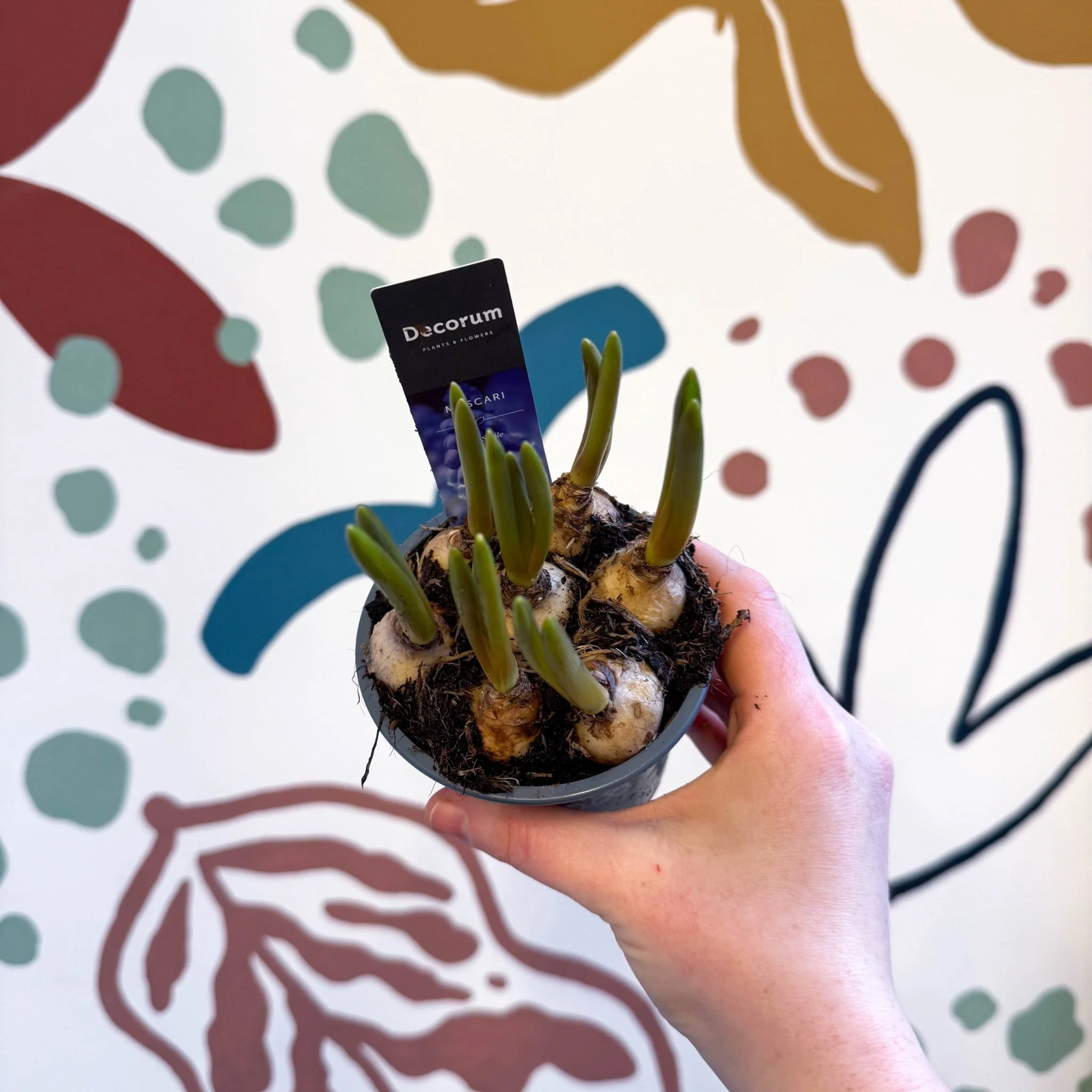 Muscari 'Big Smile' - Potted Grape Hyacinth Bulbs - Image 8
