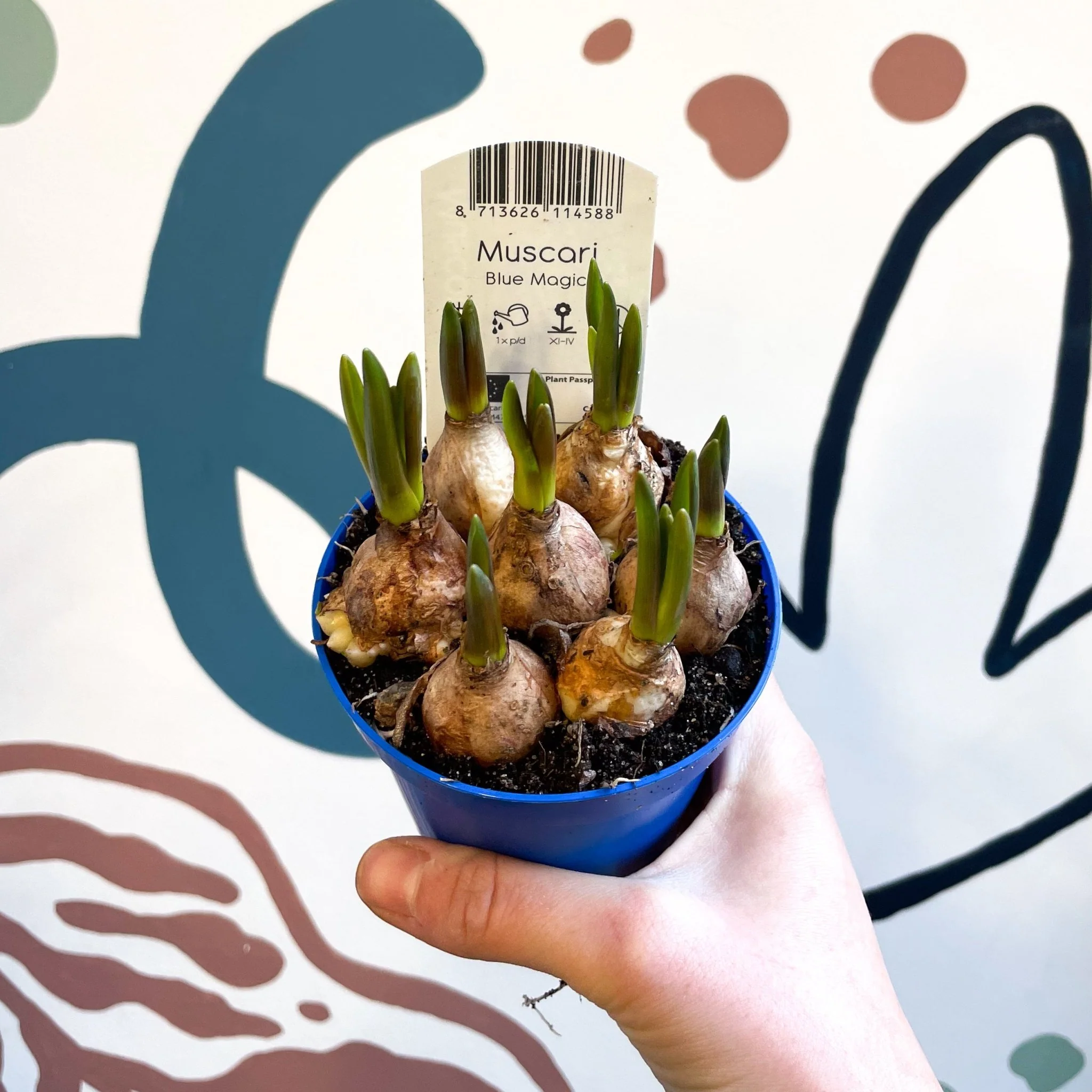 Muscari 'Blue Magic' - Potted Blue Grape Hyacinth Bulbs