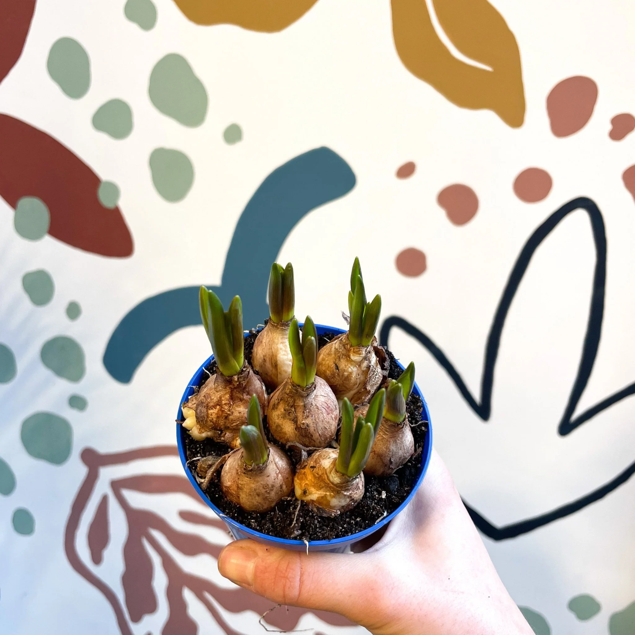 Muscari 'Blue Magic' - Potted Blue Grape Hyacinth Bulbs - Image 4