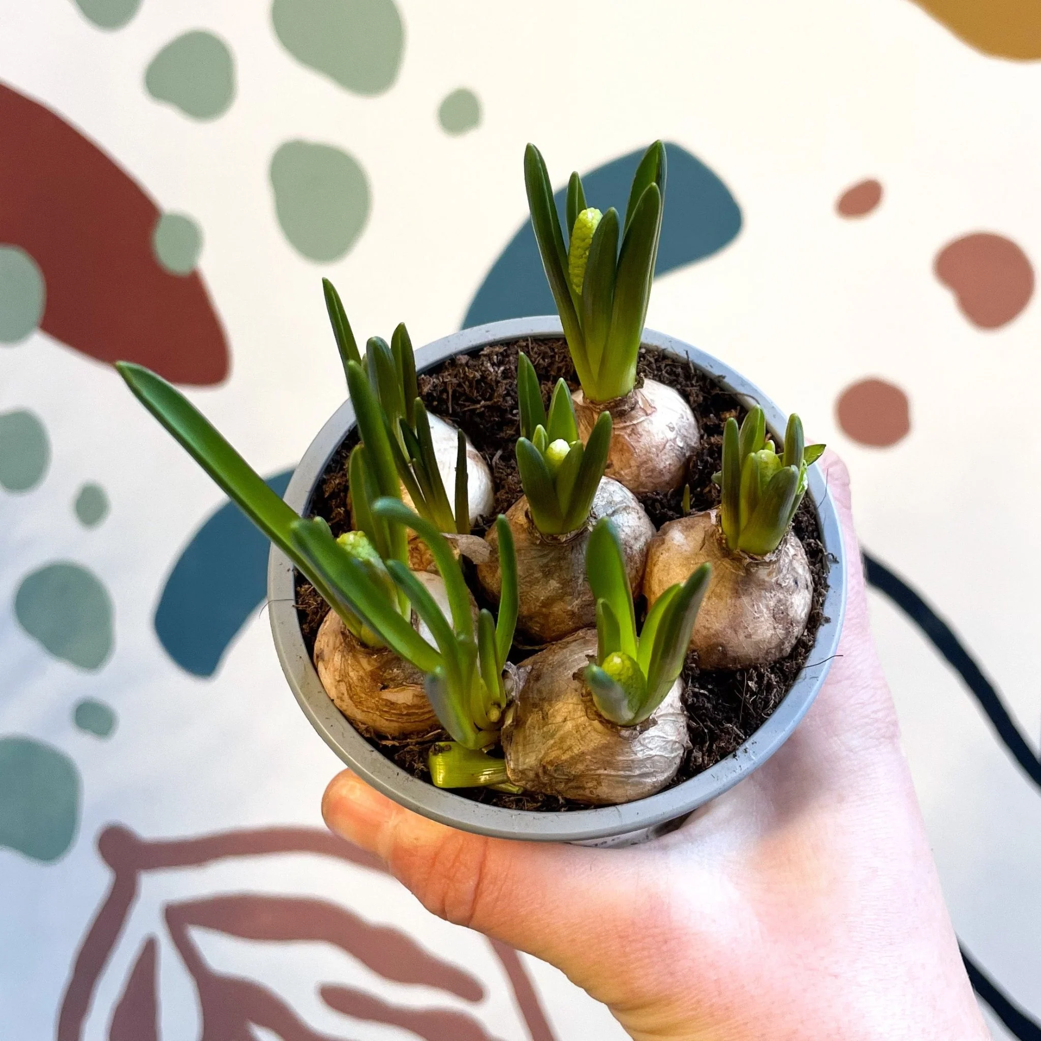 Muscari 'White Magic' - Potted White Grape Hyacinth Bulbs
