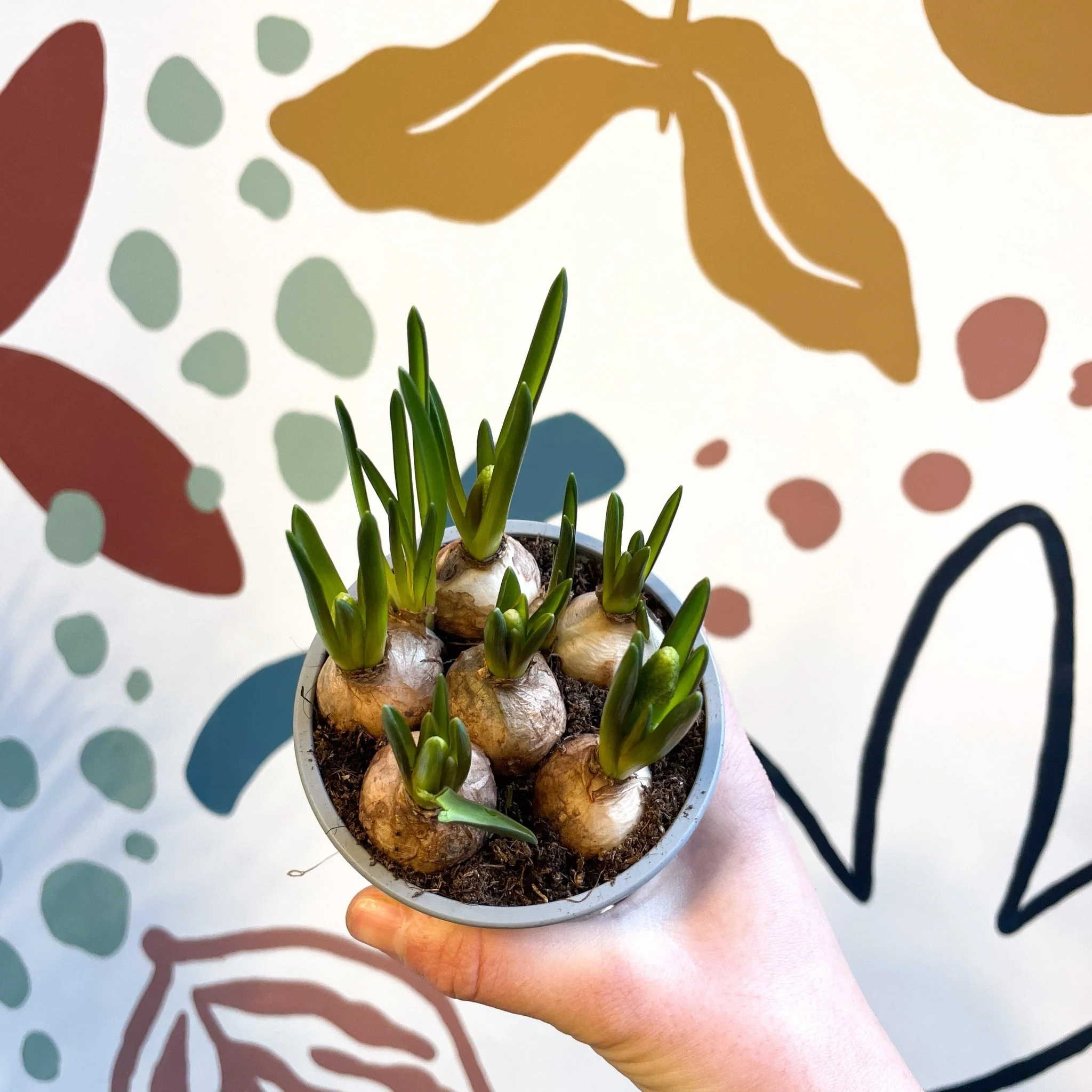 Muscari 'White Magic' - Potted White Grape Hyacinth Bulbs - Image 2
