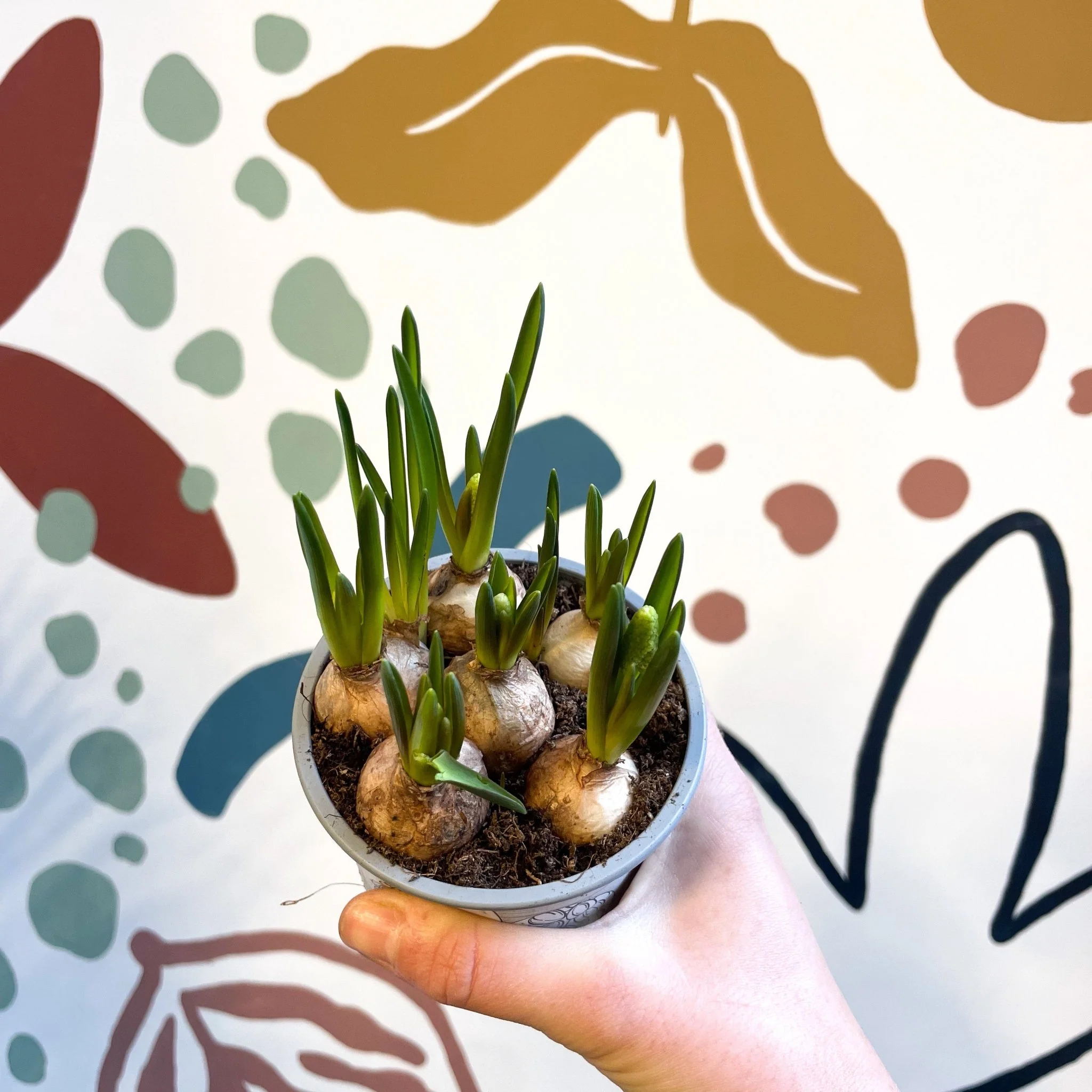 Muscari 'White Magic' - Potted White Grape Hyacinth Bulbs - Image 3