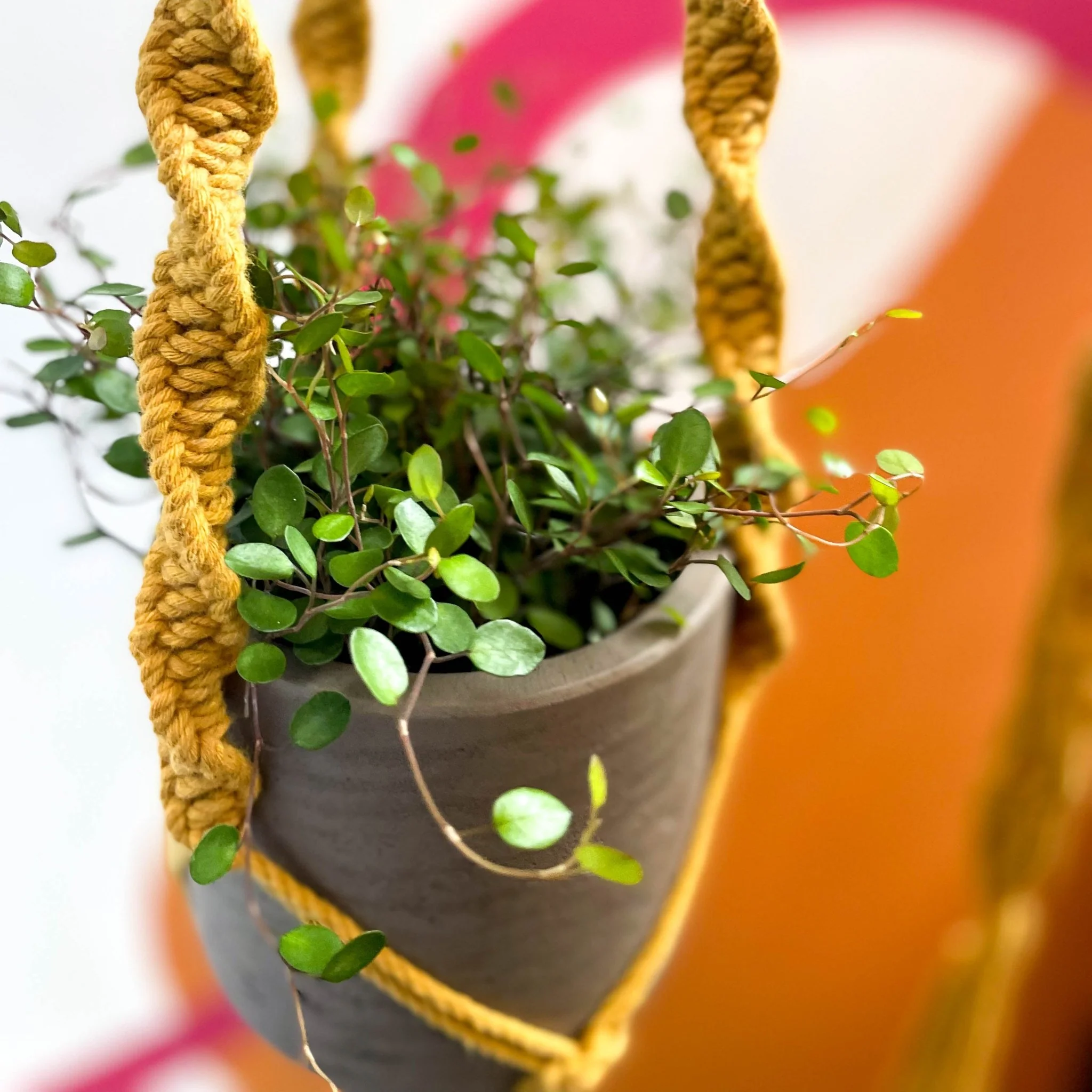 Mustard Yellow Macrame Plant Hanger - Image 2