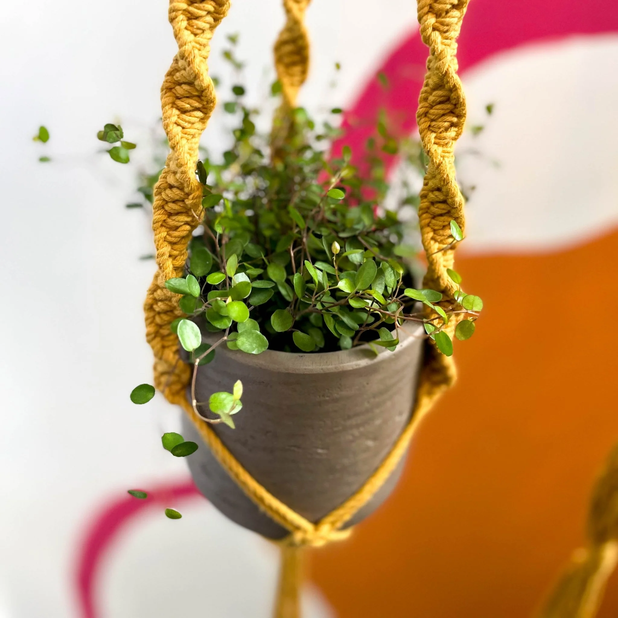 Mustard Yellow Macrame Plant Hanger - Image 4