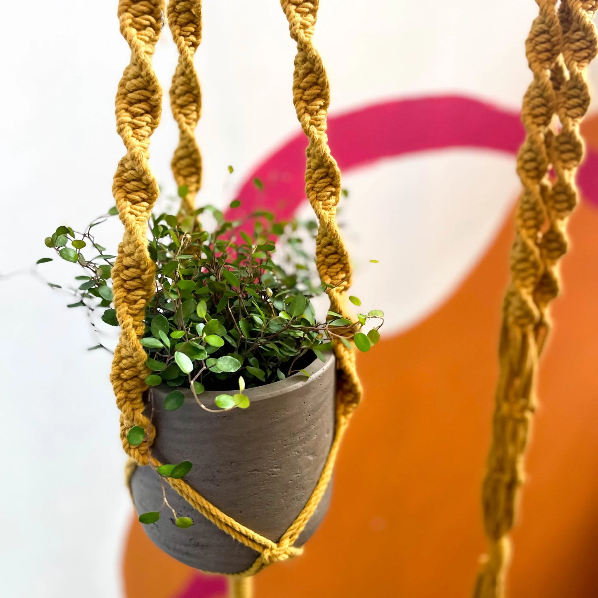 Mustard Yellow Macrame Plant Hanger - Image 6