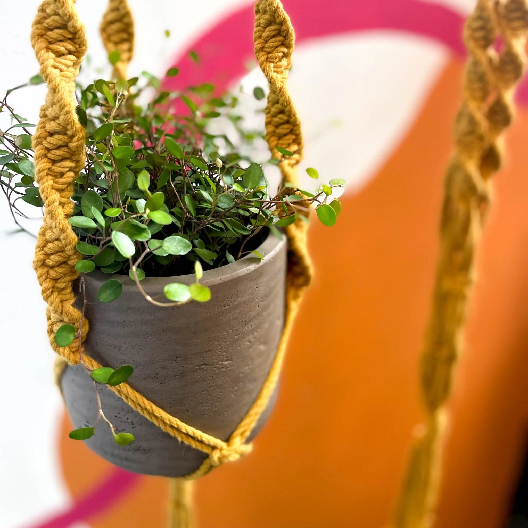 Mustard Yellow Macrame Plant Hanger - Image 7