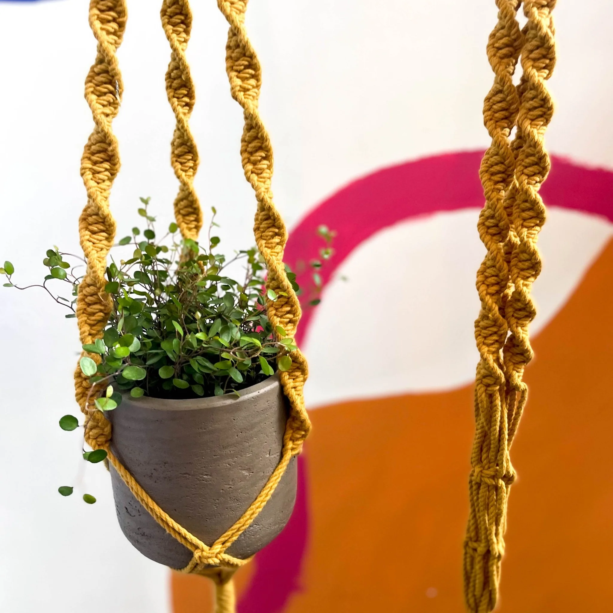 Mustard Yellow Macrame Plant Hanger - Image 8