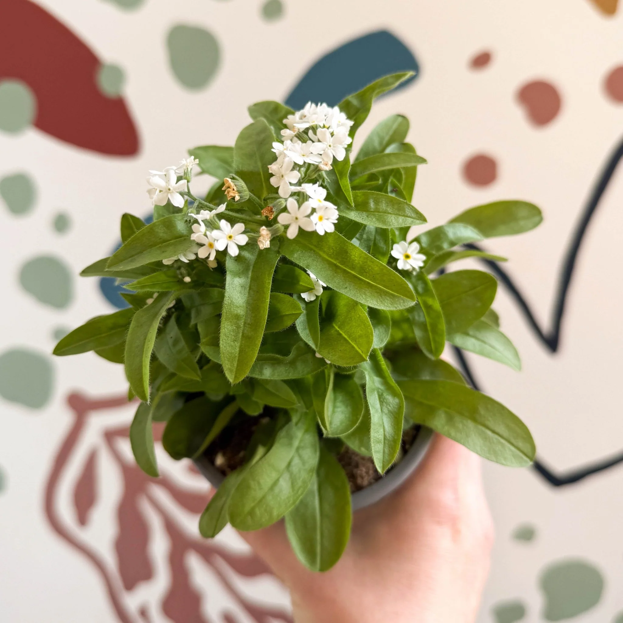 Myosotis sylvatica 'Mon Amie White' - White Forget-me-not